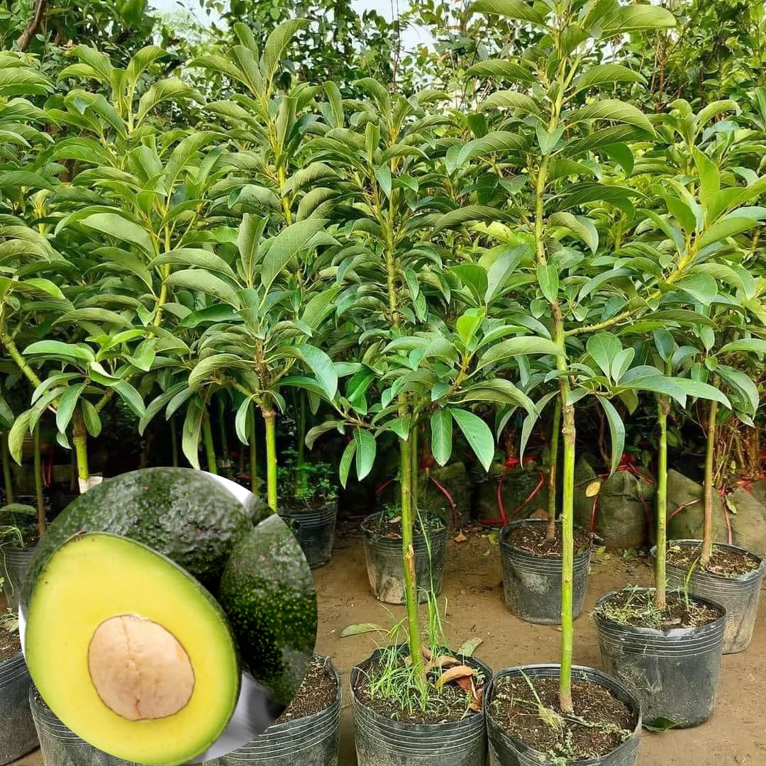 2 Years Old Avocado Tree Grafted, 1-2 Feet Tall in 3 Gallon Pot,Ready to Plant and Bear Fruit (Super HASS Dwarf)