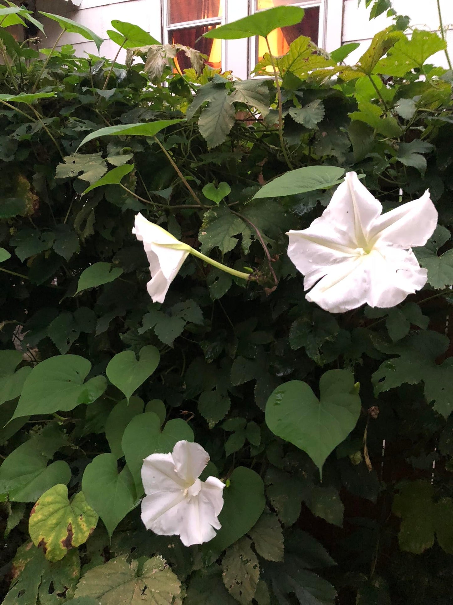 Smoke Camp Crafts Live Organic Moon Flower Plant (Ipomoea alba) in 2.5 inch Pot | Moonflower, Moonvine, Tropical White Morning Glory