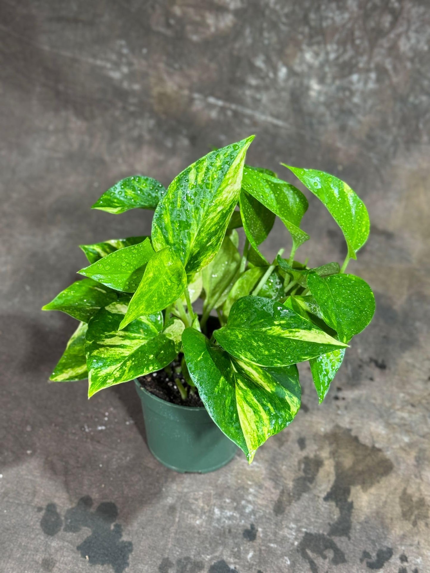 PLANTVERS Golden Pothos in a 4" Nursery Pot – Epipremnum Aureum – Live Vining Plant – Low Maintenance Indoor Plant – Air Purifying Houseplant – Easy Indoor Climbing Vine