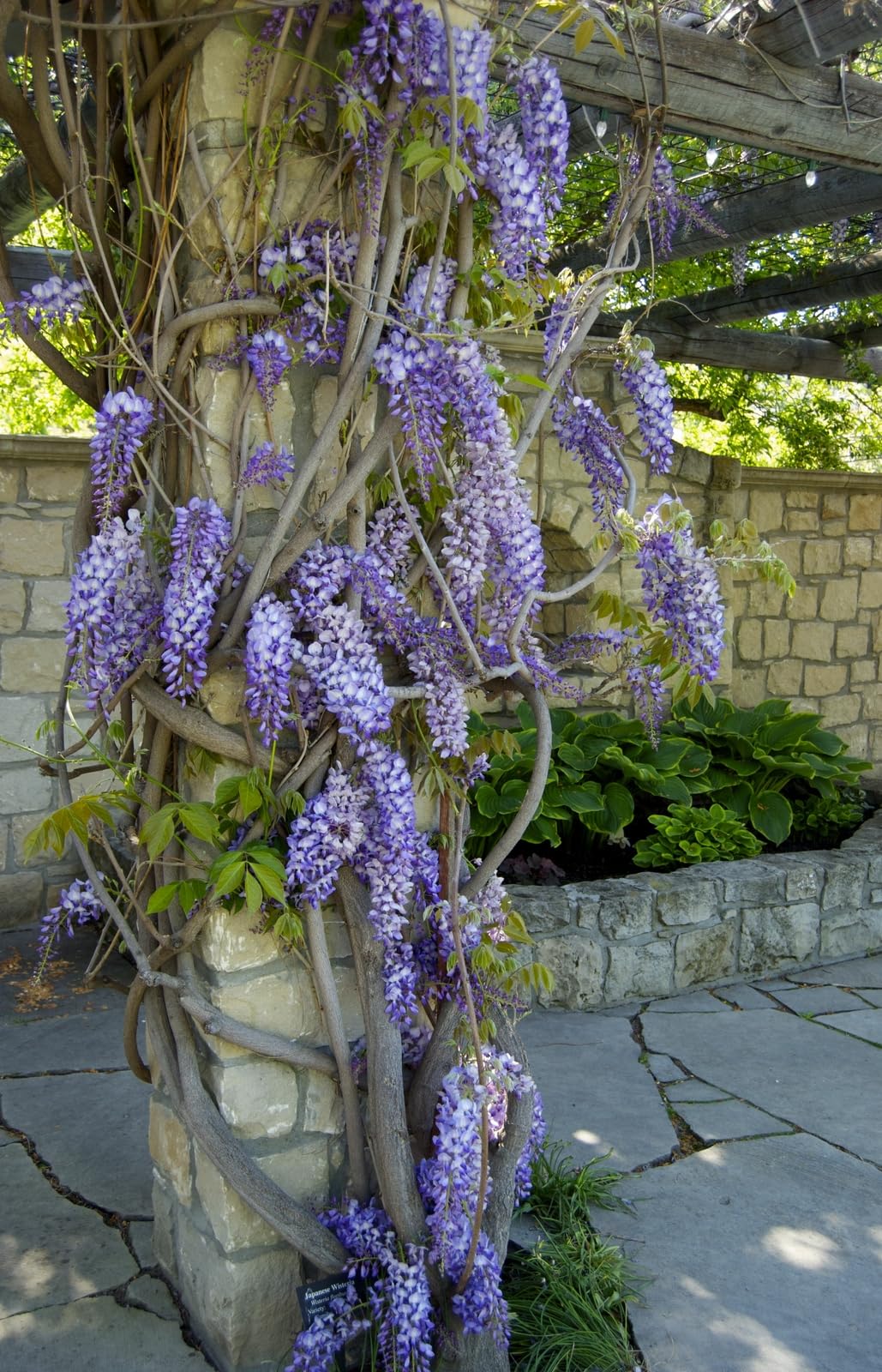 Live Plant - Blue Japanese Wisteria Vine - 12-18" Tall Live Plant - 2.5" Pot - W. floribunda