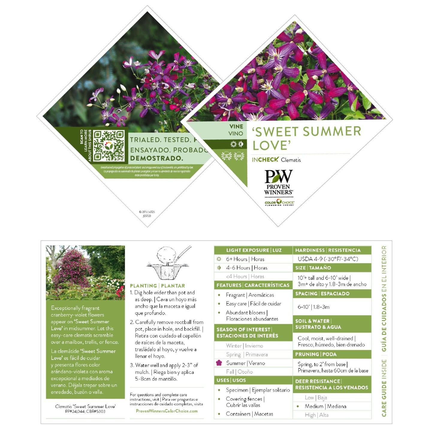 Proven Winners 'Sweet Summer Love' Clematis Live Plant, 4.5" Qt, 4 Pack