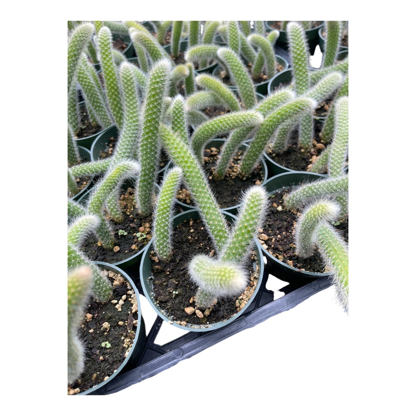 Rare Monkey Tail Cactus (Hildewintera colademononis) 4Inch Pot Around 3-4 Tails Around 3-8 in Inches for Each Tail Rooted and Healthy