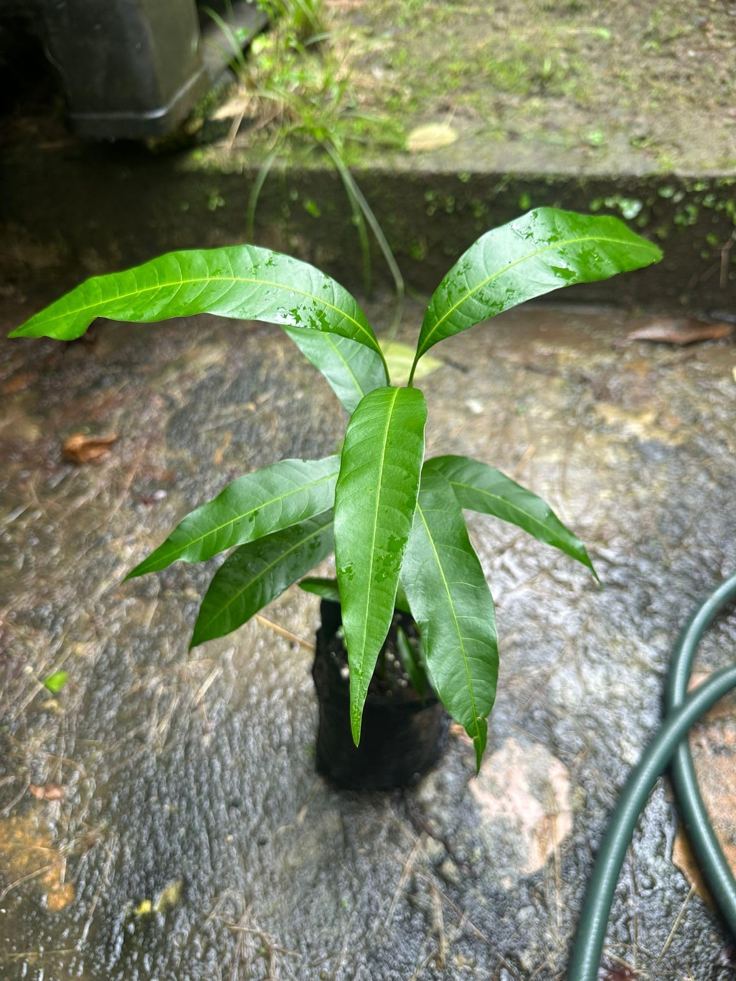 Pineapple Mango Tree – 8–12 in Live Tropical Fruit Tree Seedling (Mangifera Indica) | Naturally Grown from Seed | Sweet, Pineapple-Flavored Mango Variety | Live Plant for Home Garden or Patio