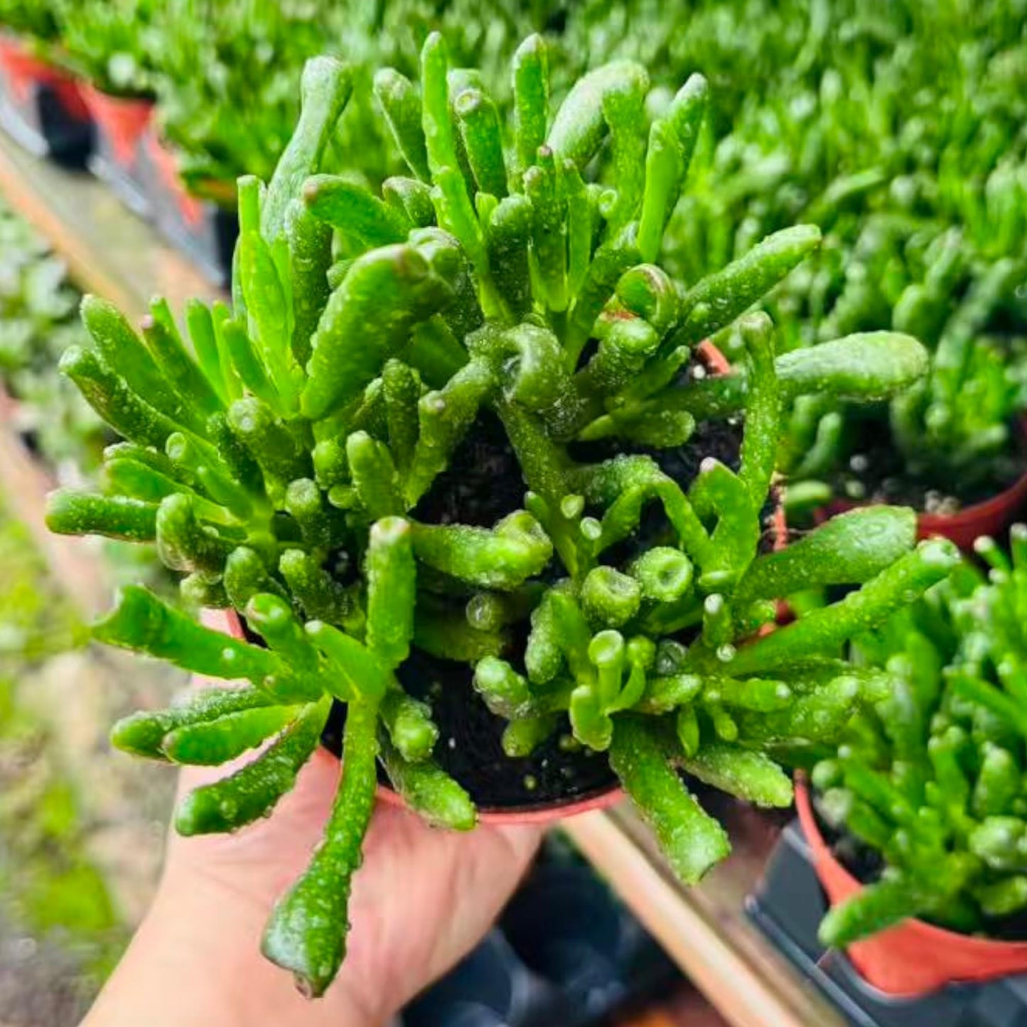 NYGardenia Live Succulent Plant in 4 Inch Pot, Green Finger-Like Foliage, Easy Care Indoor House Plant