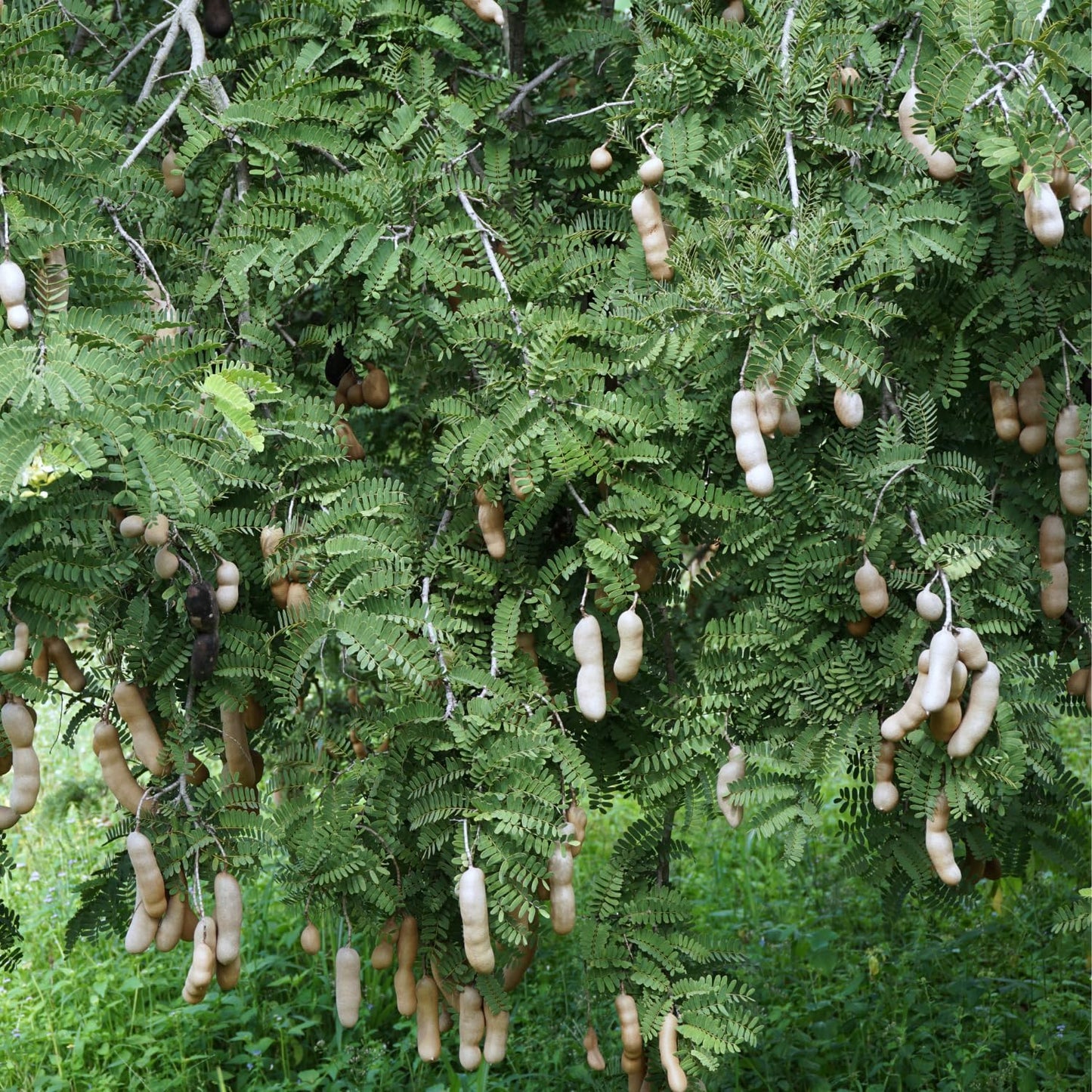 Tamarind Tree Live Plant in 4 Inch Pot, 6-10 Inches Tall for Outdoor Growing, Tropical Fruit Tamarind Plants