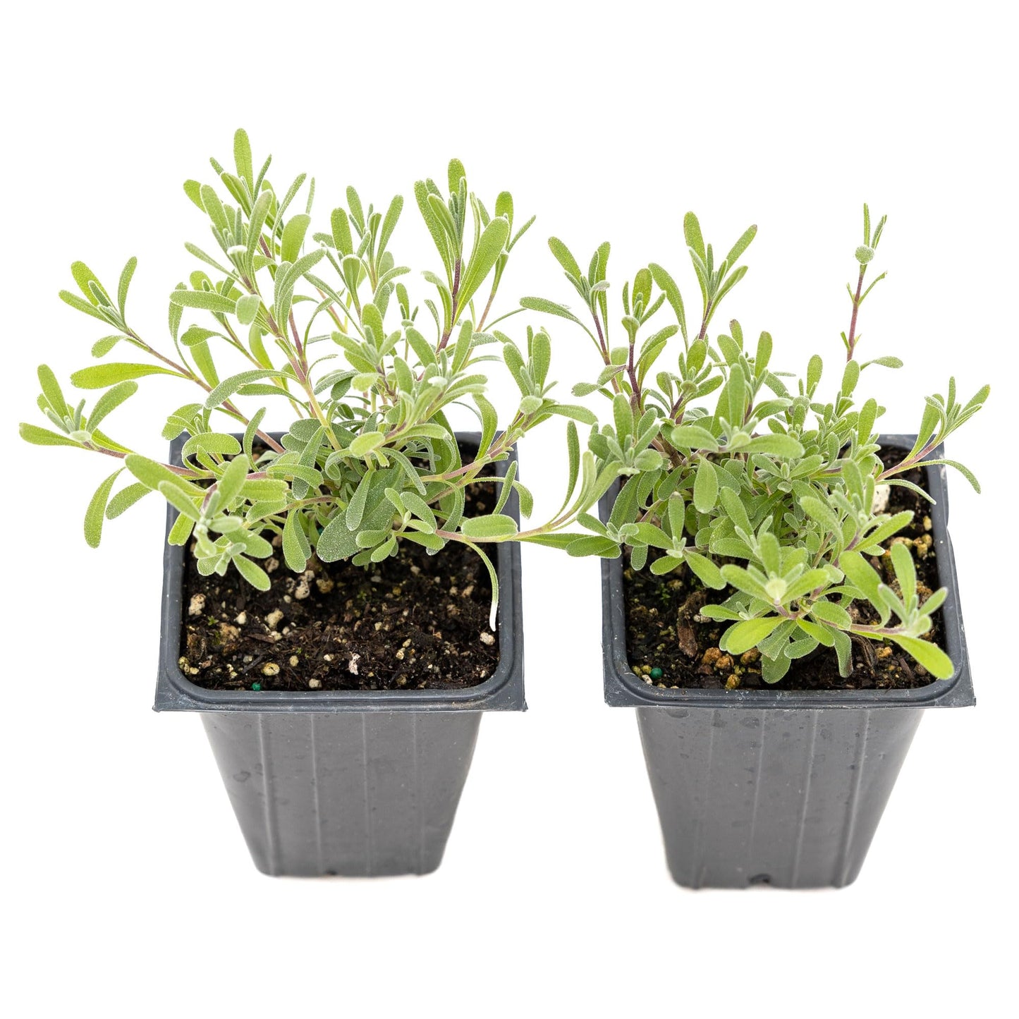 2 Super Blue Lavender Plants (Lavandula angustifolia 'SuperBlue') | Live Evergreen Herb with Fragrant Purple-Blue Blooms | Fast-Growing Perennial for Pollinators & Landscaping in 3.5" Cubes