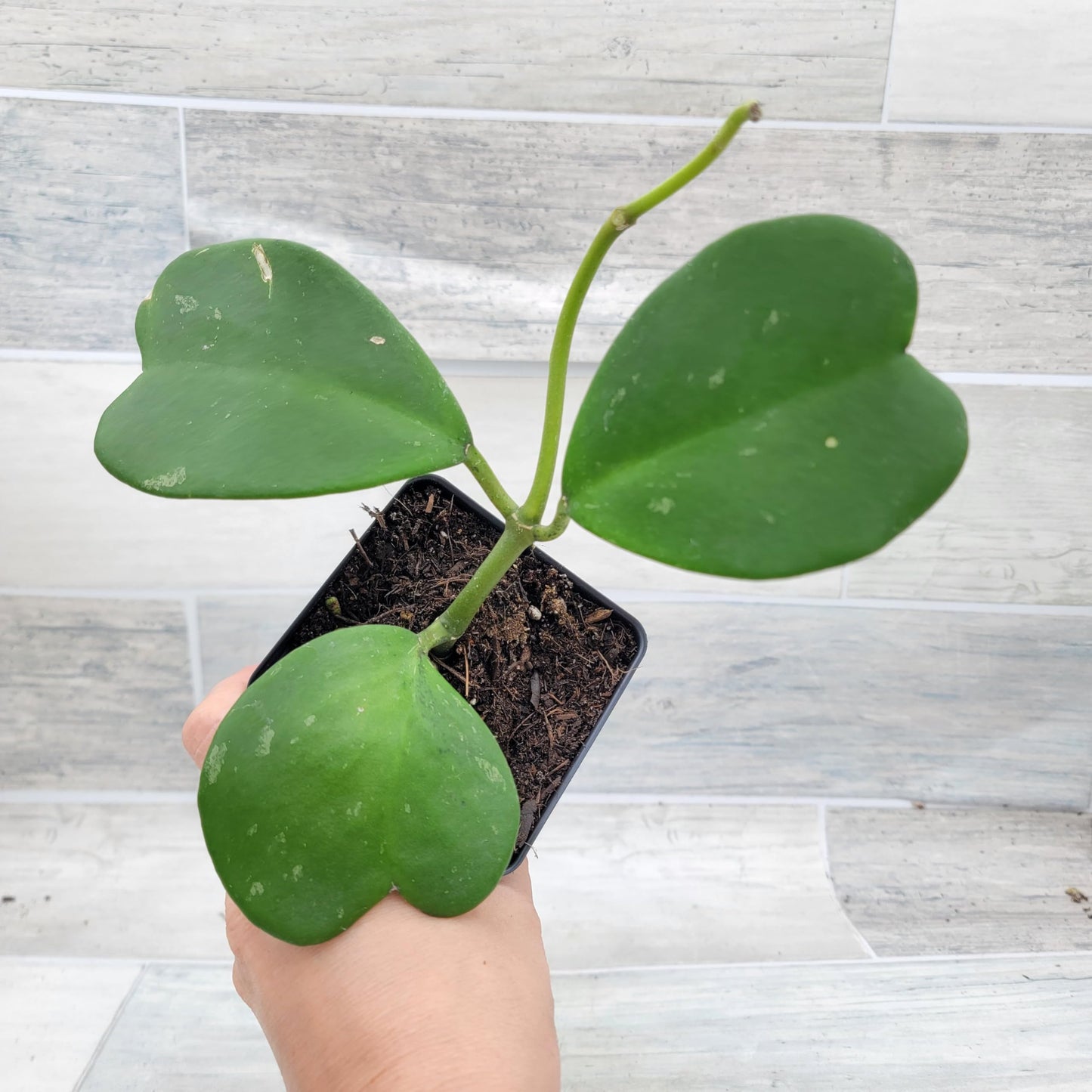 Hoya kerrii – Sweetheart Hoya (Valentine Hoya) | 4″ Fully Rooted Live Indoor Houseplant | Rare Heart-Shaped Leaf Wax Plant | Easy-Care Succulent Gift Plant for Home or Office