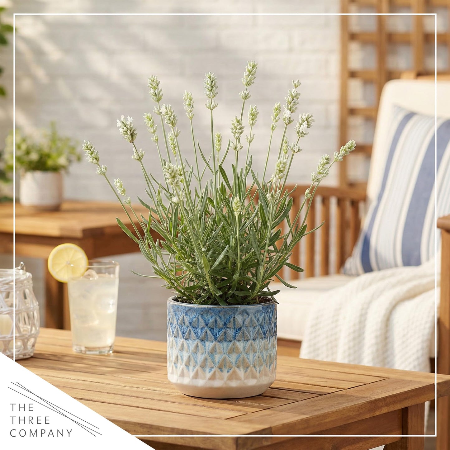 Live Lavender 2-Pack – White – Fragrant Sun Perennial Herb, Pollinator Friendly, 10” Tall, 1 Qt Pot