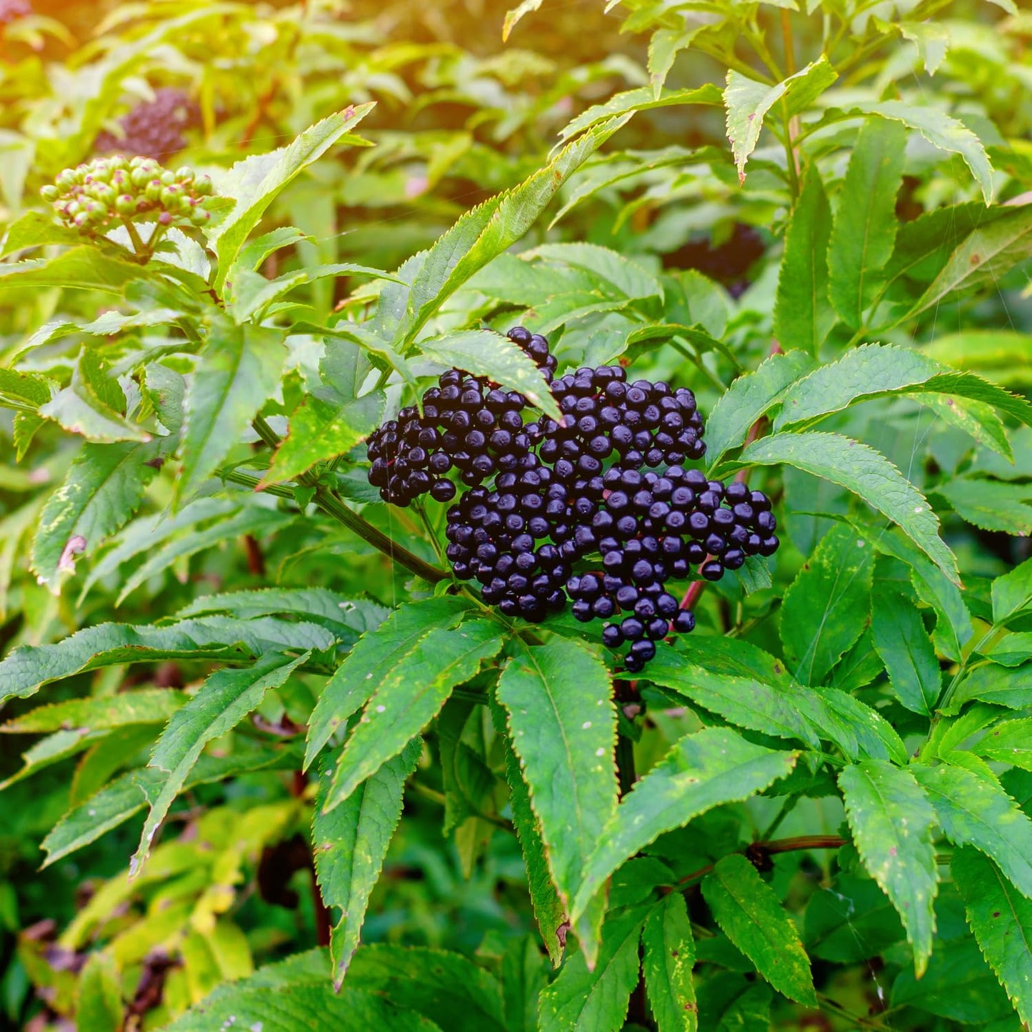 Elderberry Plant Live, 6-12" Height, Hardy Perennial Black Elderberry Bush for Outdoor Planting, in Pot