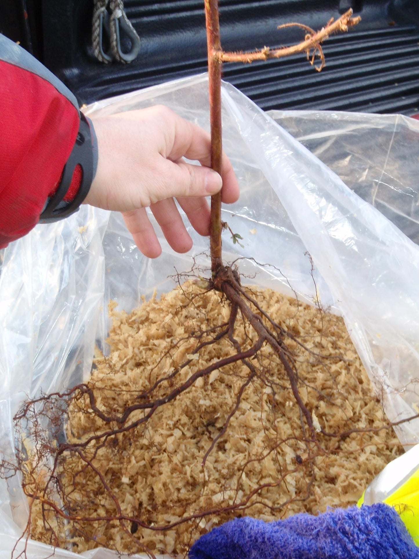 Wineberry ! Rubus phoenicolasius. Live Plants, Roots Wrapped in Wet, no Leaves