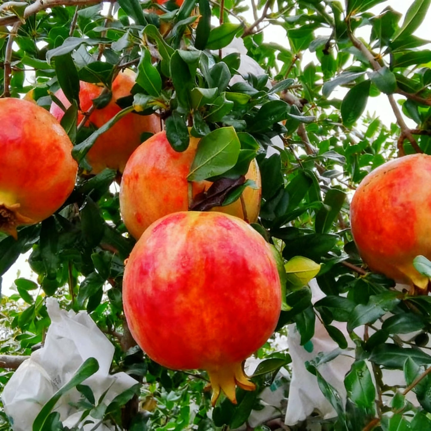 30 Pomegranate Seeds for Planting, Sweet Fresh Punica Fruit Seed, Non-GMO Heirloom Pomegranate Seed for Home Garden