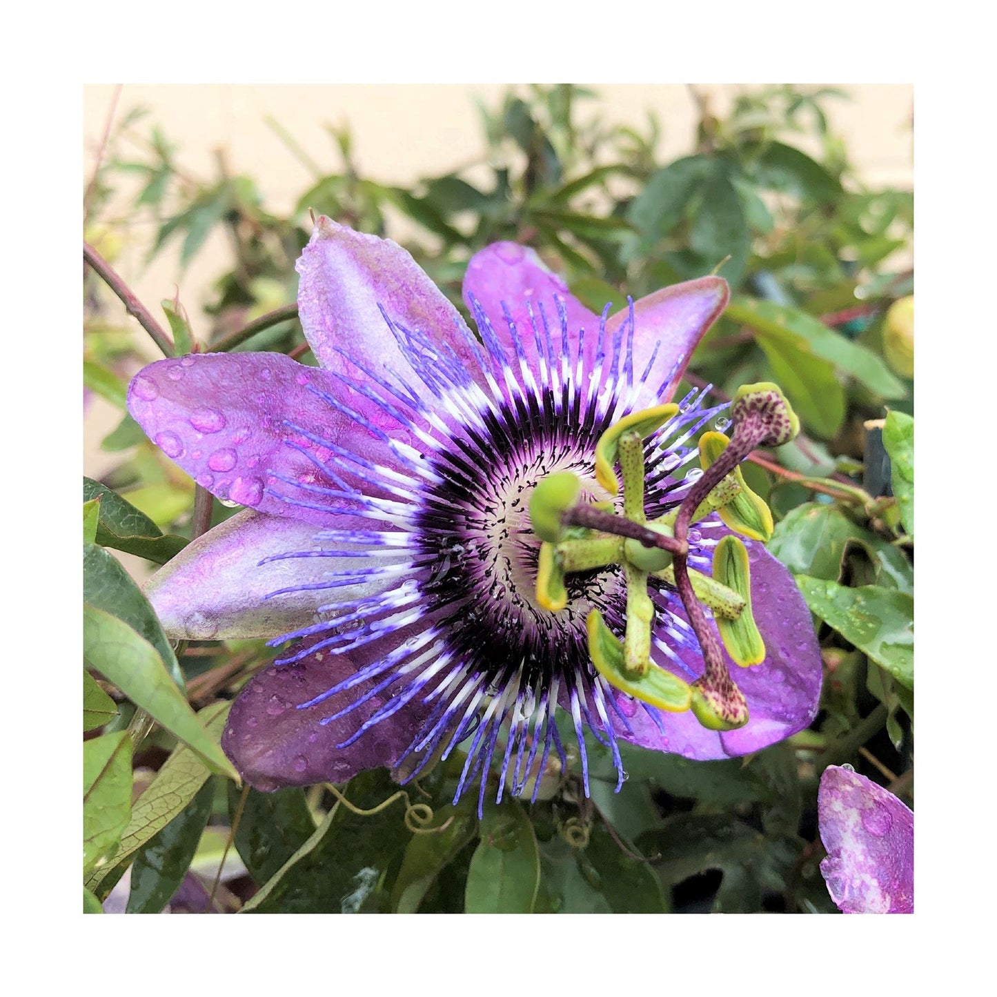 Easy to Grow Passion Flower Betty Myles Young 1 Plant - Potted Vine in Quart Grower Pot, Summer Fragrant Purple Blooms (Passiflora)