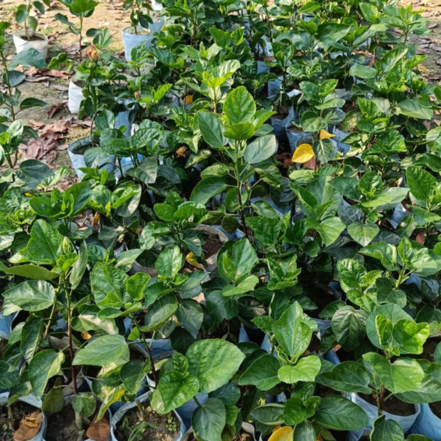 Set 2 Hibiscus Plants Live, 5-9" Tall, Hardy Hibiscus Tree Live Plant, Hibiscus Flowers Plant to Grow (Rose Hibiscus)