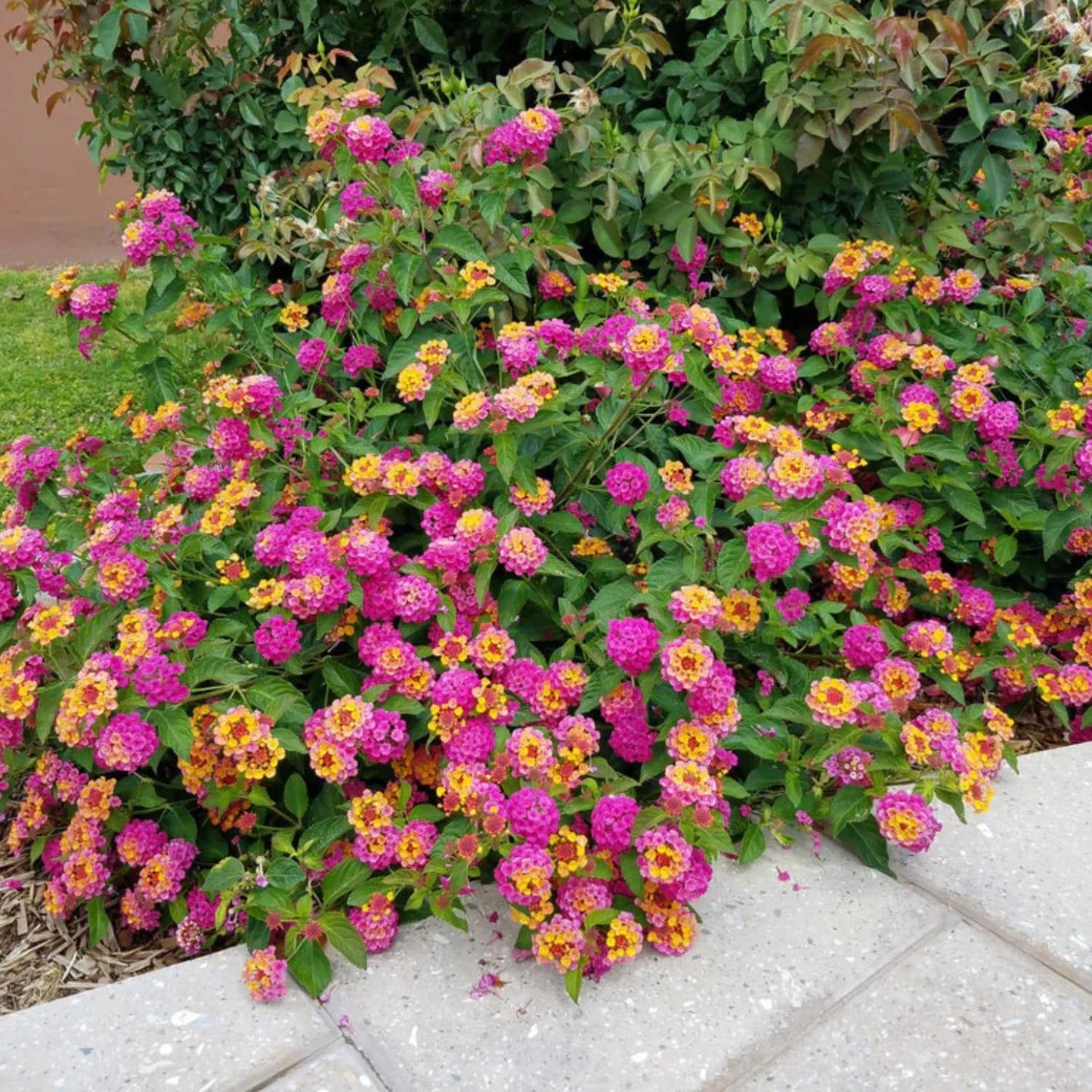 1 Rose Lantana Plant Live for Planting Outdoors, 6-9 Inch Tall, Fragrant Lantana Live Plants for Planting Outdoors, Butterfly Lantana Perennial Flowers Lantana Trees