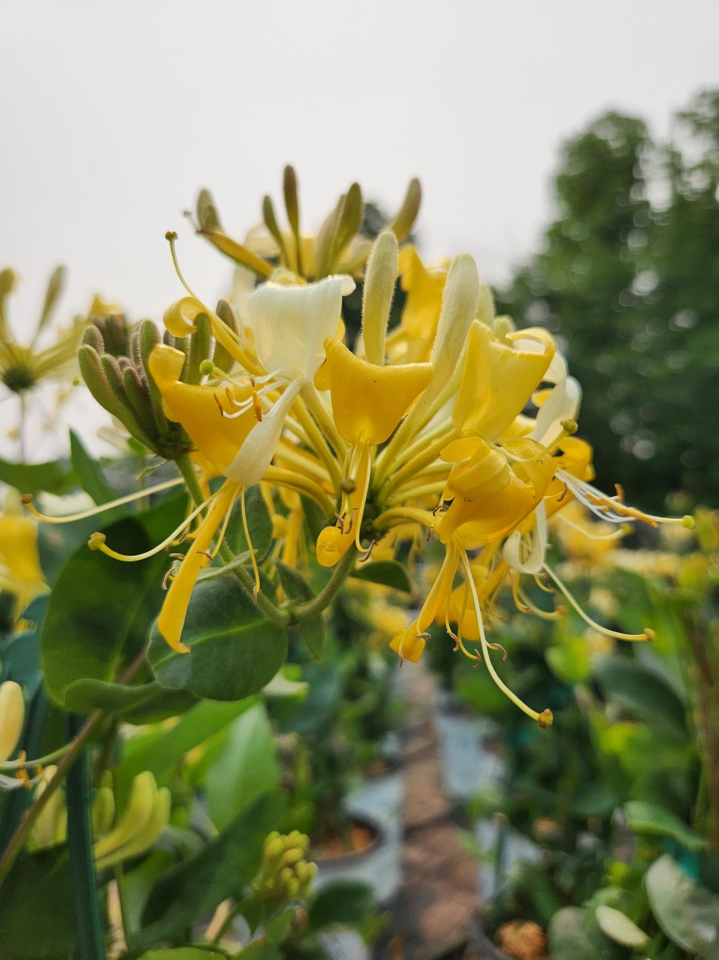 Live Plant from Green Promise Farms - Lonicera periclymenum, Scentsation Honeysuckle #2 Gallon Size Container Yellow Flowers - This Plant Does NOT Ship to AZ, CA, HI, ID, MT, NV, OR, PR, UT & WA!!