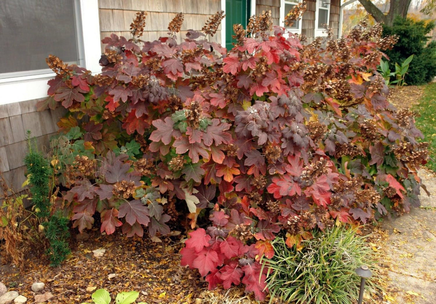 Live Plant - Oakleaf Hydrangea Shrub - 6-10" Tall Live Plant - 4" Pot - Hydrangea quercifolia