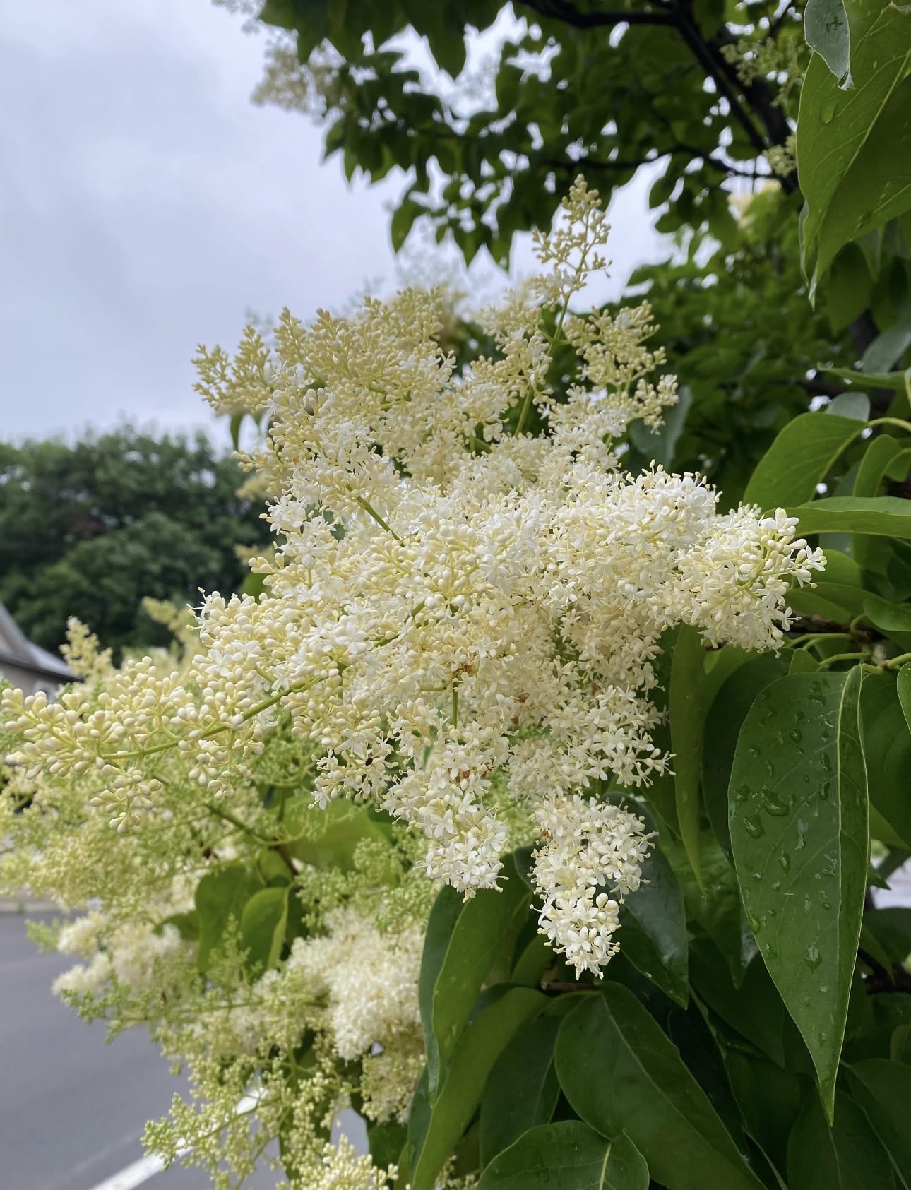 Ivory Silk Japanese Tree Lilac Live Plant – Syringa reticulata ‘Ivory Silk’ – Fragrant Creamy White Flowers – Hardy Ornamental Flowering Tree – Starter Plant