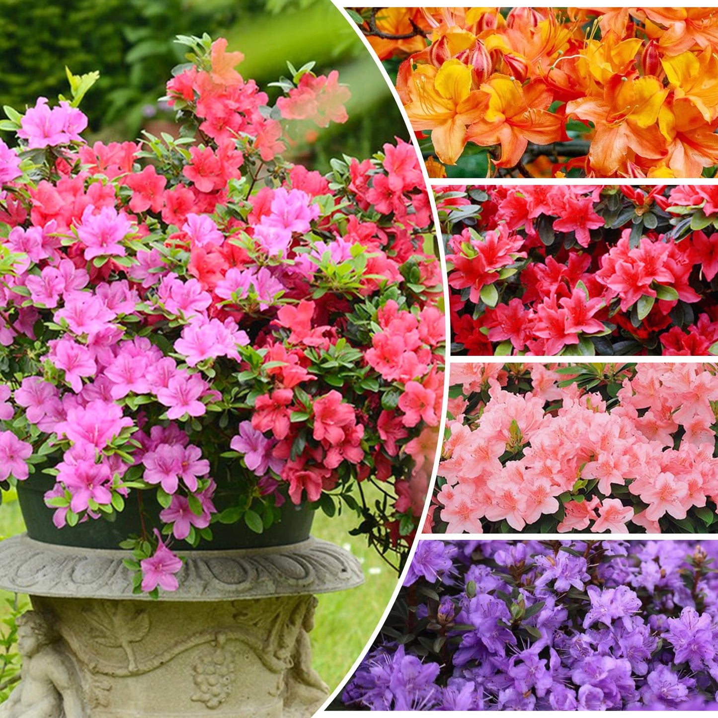 110+ Mix-Color Azalea Fresh Rhododendron bakeri Cumerland Azalea Seeds for Planting-Non-GMO Heirloom Plant Seeds Garden Outdoor