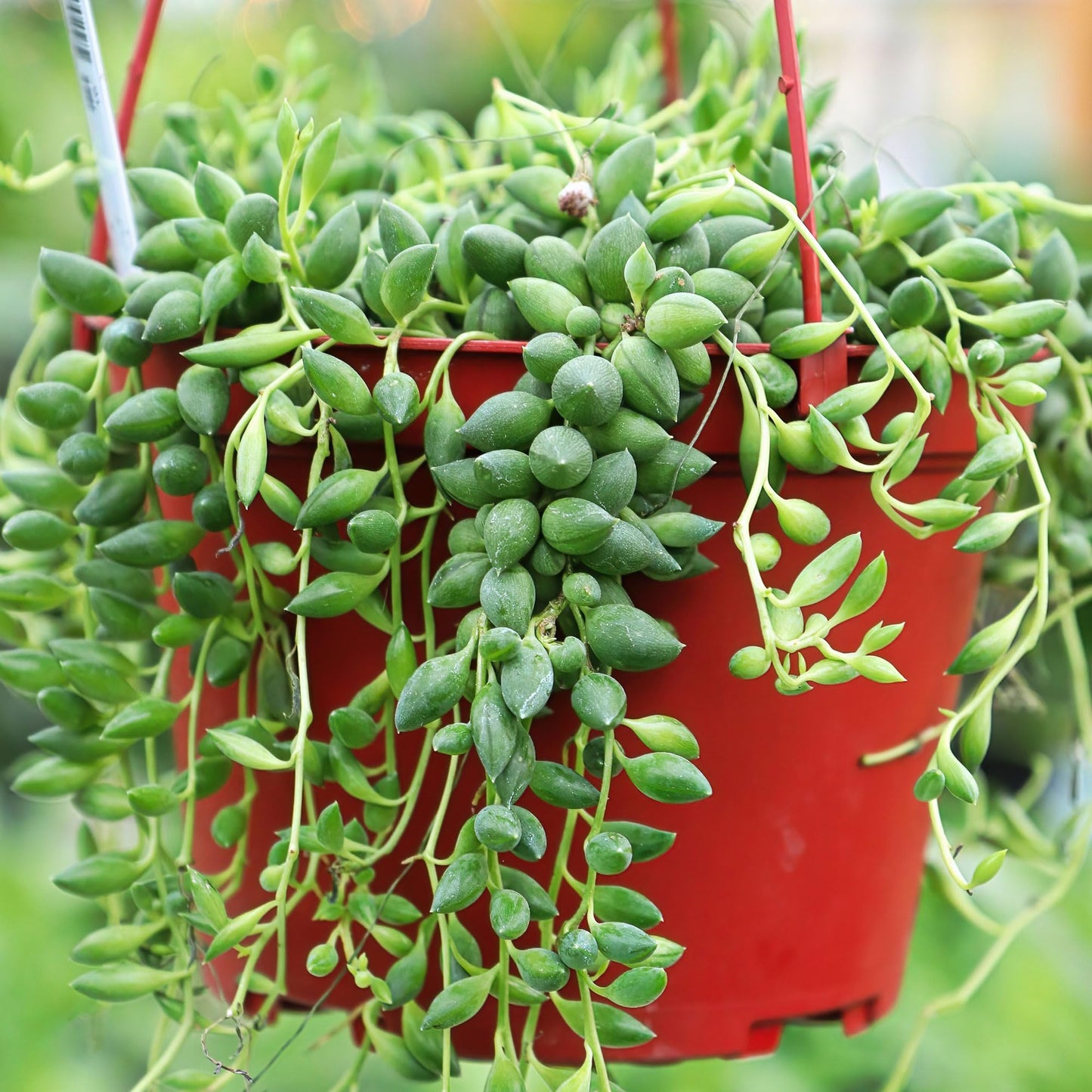 Mountain Crest Gardens Trailing & Strings Succulent Pack - 24 Live Plants in 2 Inch Pots - Real Succulents for Hanging Planters, Home Decor, and DIY Arrangements
