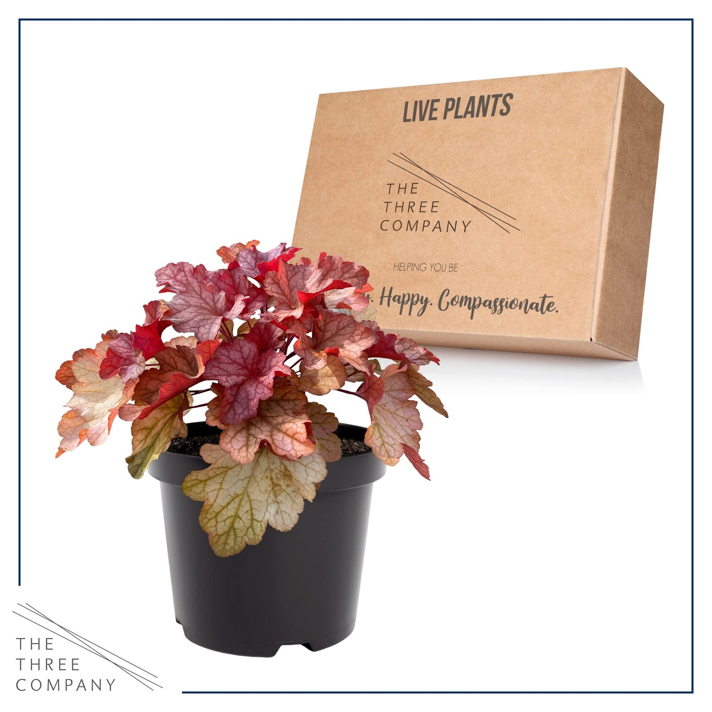 Live Heuchera (Coral Bells) - Shades of Red - Beautiful Shade Perennial - Healthy Spring Plant - 12" Tall by 6" Wide in 2.5 Qt Pot