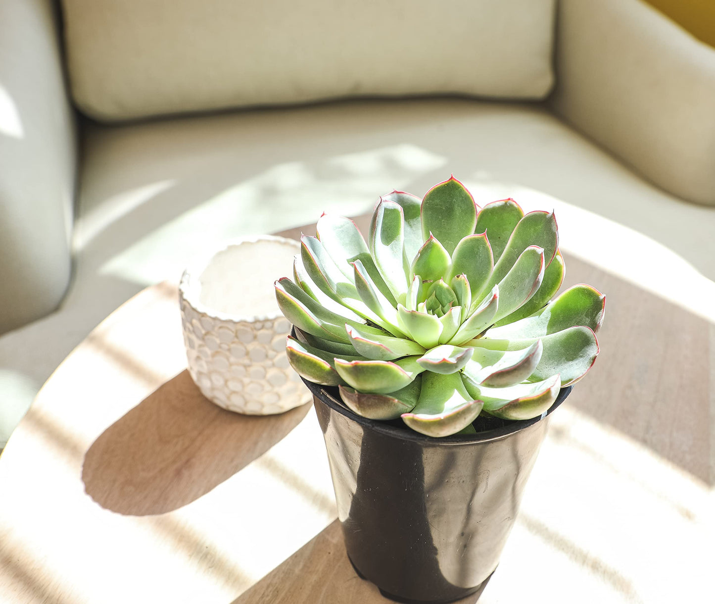 1QT Echeveria Succulents Live Plants 4PK, Live Succulent Party Favors in Succulent Pots, Live Succulents Plants Live House Plants Indoors Live Plants Indoor Plants Live Houseplants, by Plants for Pets