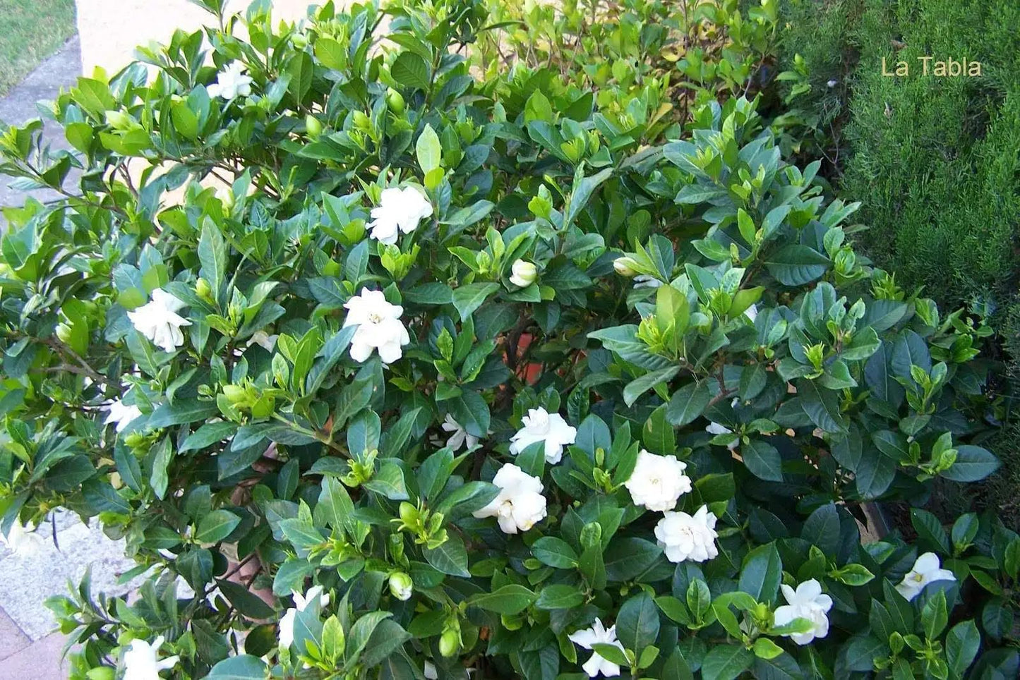 Live Plant - Gardenias (Gardenia jasminoides Ellis) 1β-2β feet Tall