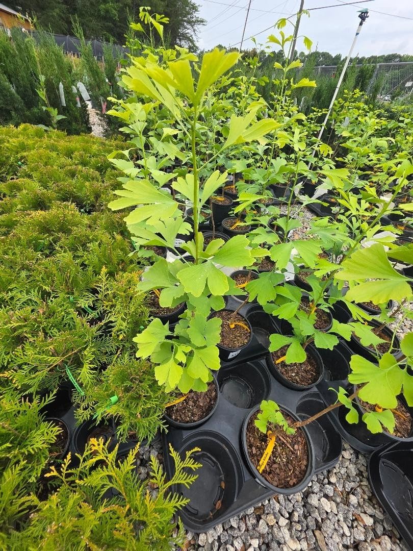 Live Plant - Ginkgo Biloba Tree (Maidenhair) - Live Plant - (2.5 Qt)