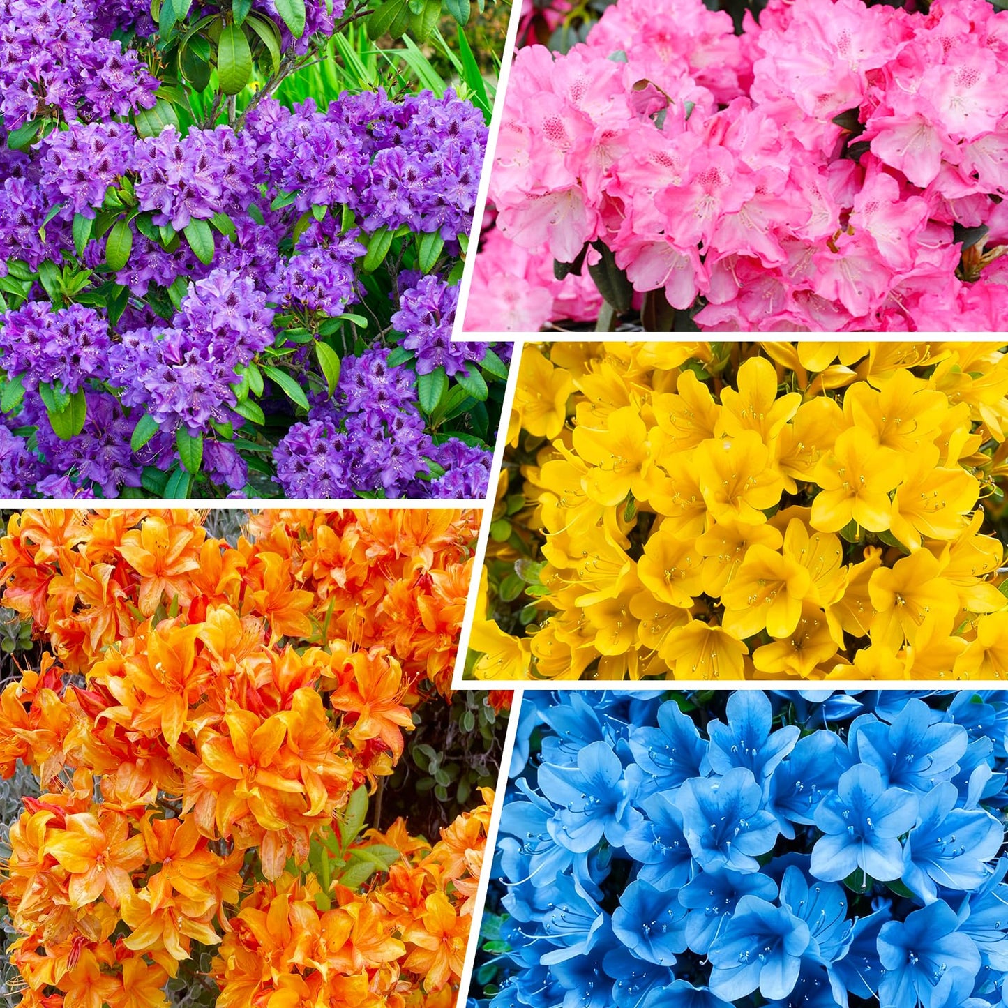 30+ Perennial Azalea Rhododendron Simsii Seeds for Planting-Ornamental Potted Plant, Vibrant Blooms for Home & Garden