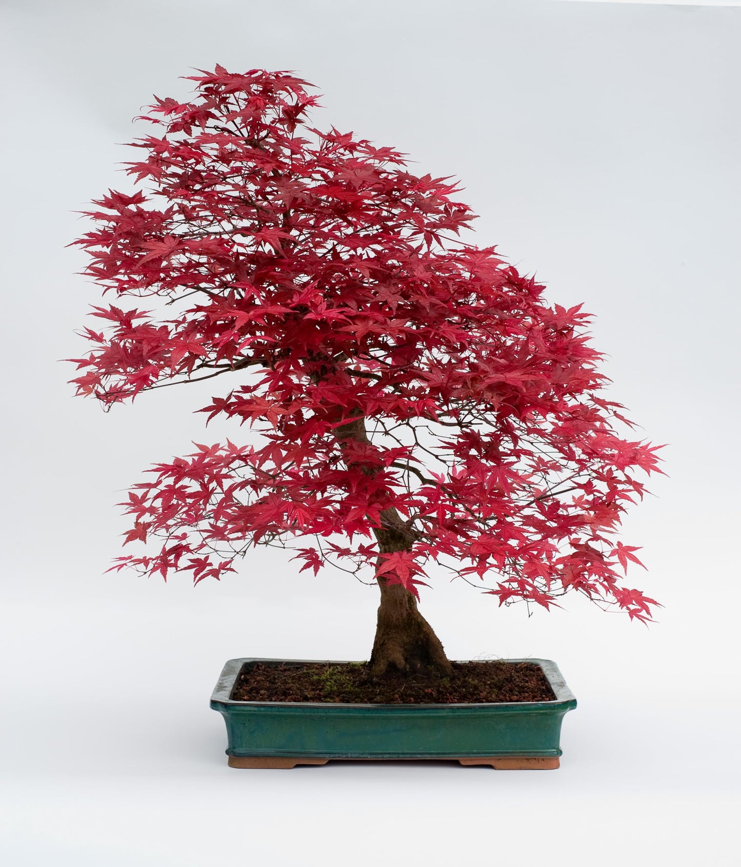 2 Red Japanese Maple Tree Seedlings for Planting - Excellent Bonsai Material - Ready to Plant - Approx 12 Inches Tall