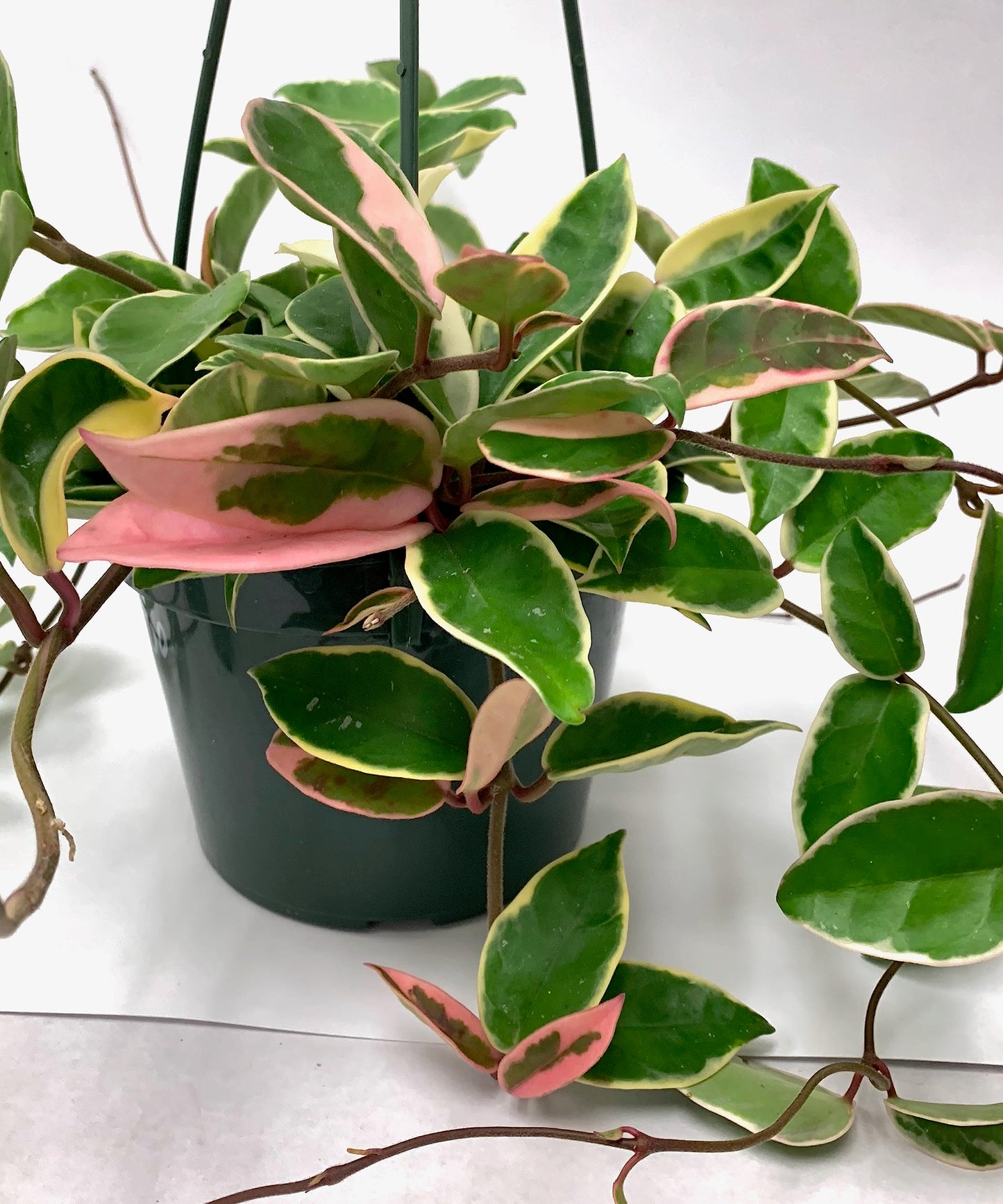 Tricolor Hoya Krimson Queen, Hoya Carnosa Variegata, Live Hoya Plant (6" Hanging Pot)