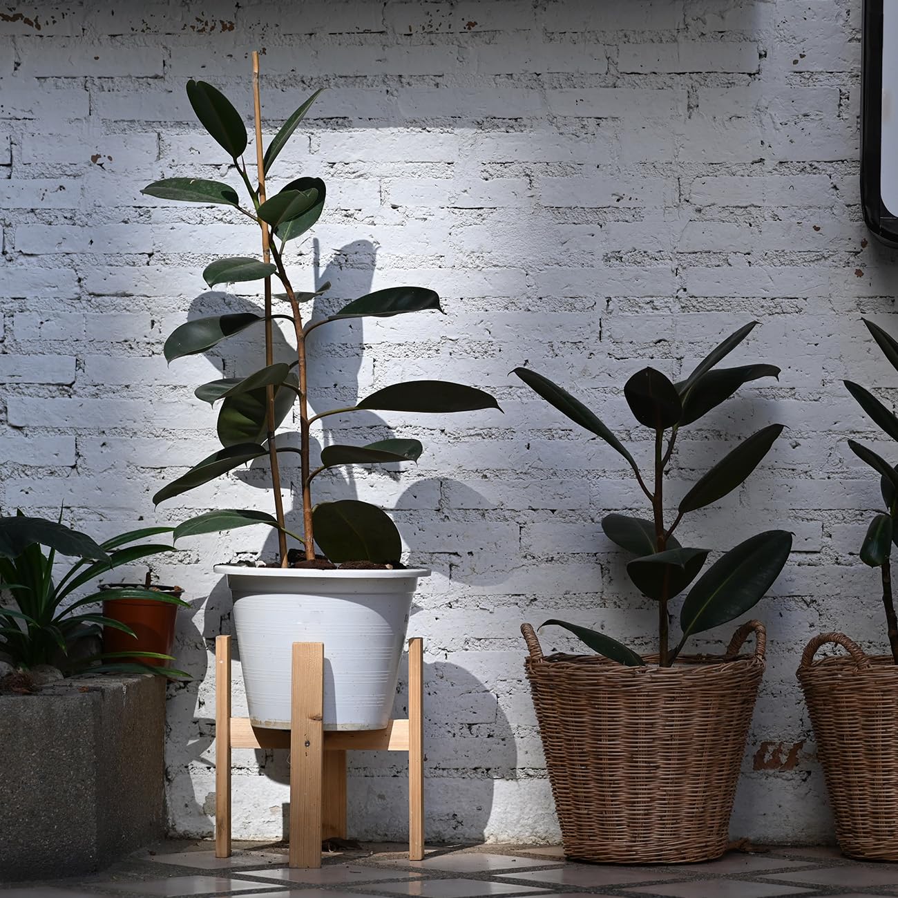 PERFECT PLANTS Rubber Plant Ficus Elastica 'Burgundy' with 6in.Midnight Blue Decor Pot, Live Indoor Houseplant Unique Home Décor