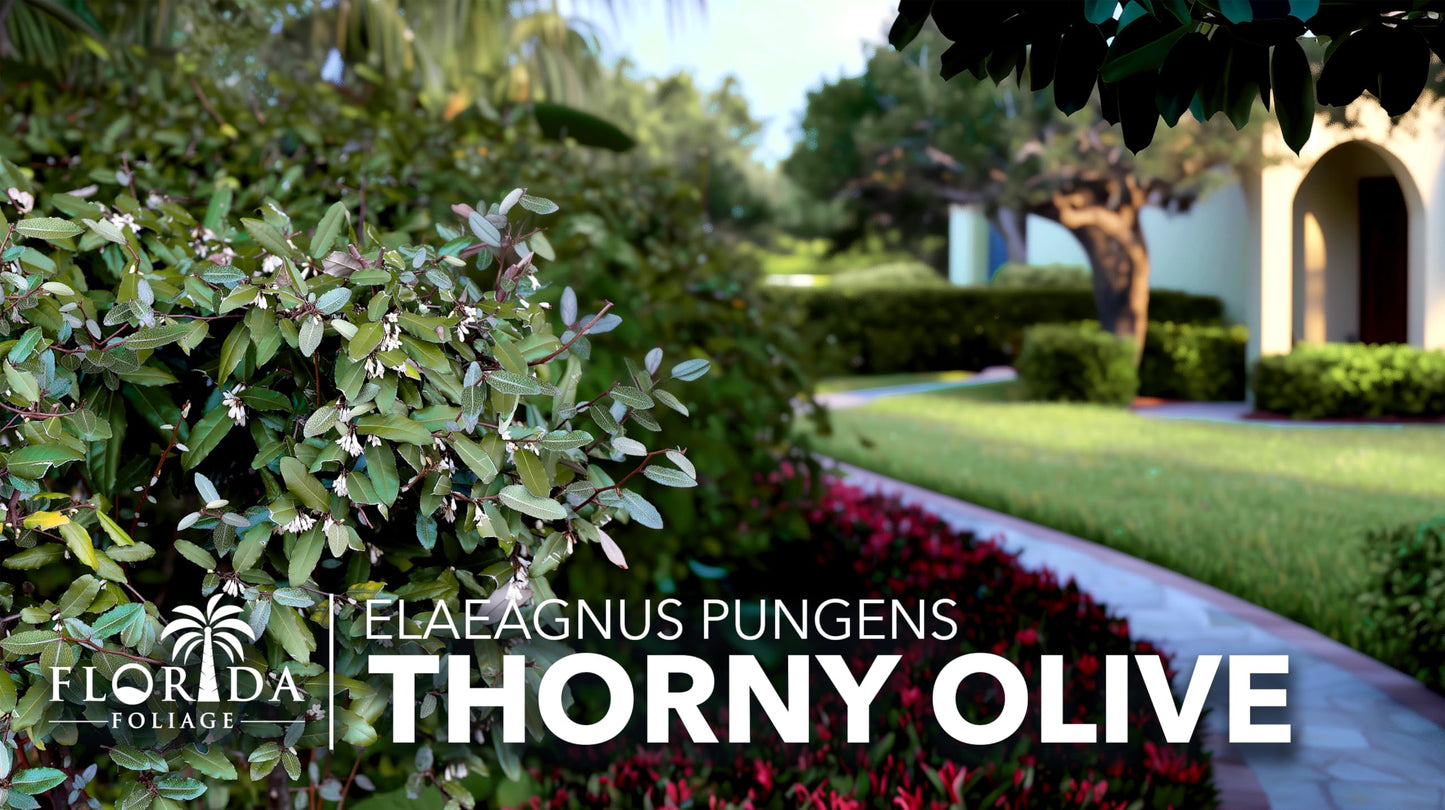 Elaeagnus Pungens I 3 Live Plants I Thorny Olive I Hardy Evergreen Shrub with Fragrant Blooms, Perfect for Hedges, Screening & Ornamental Garden Display