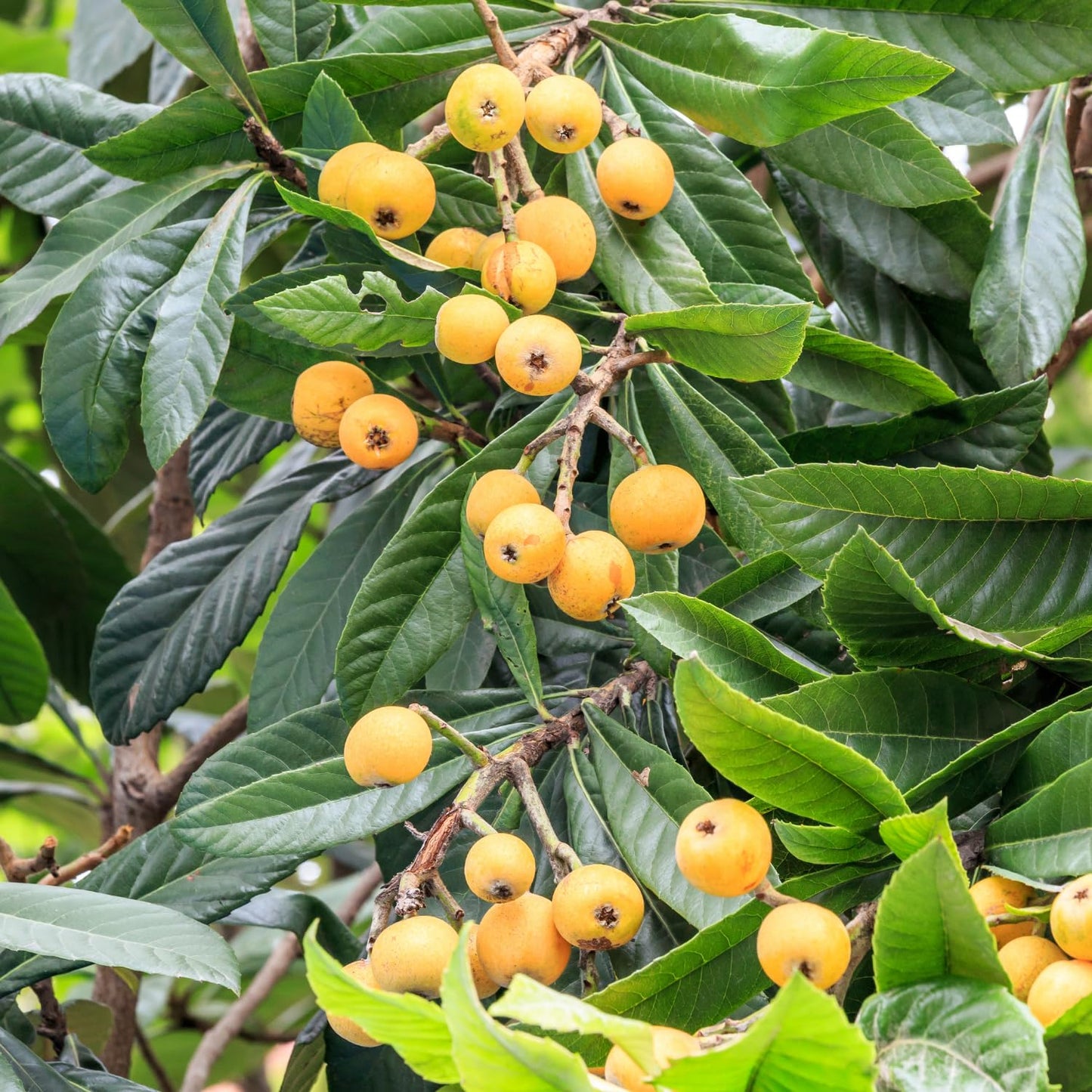 Loquat Tree, 10-14" Tall, Half-Gallon Pot, Loquat Trees Live Plants for Home Garden Planting, Well-Rooted Fruit Tree Plant