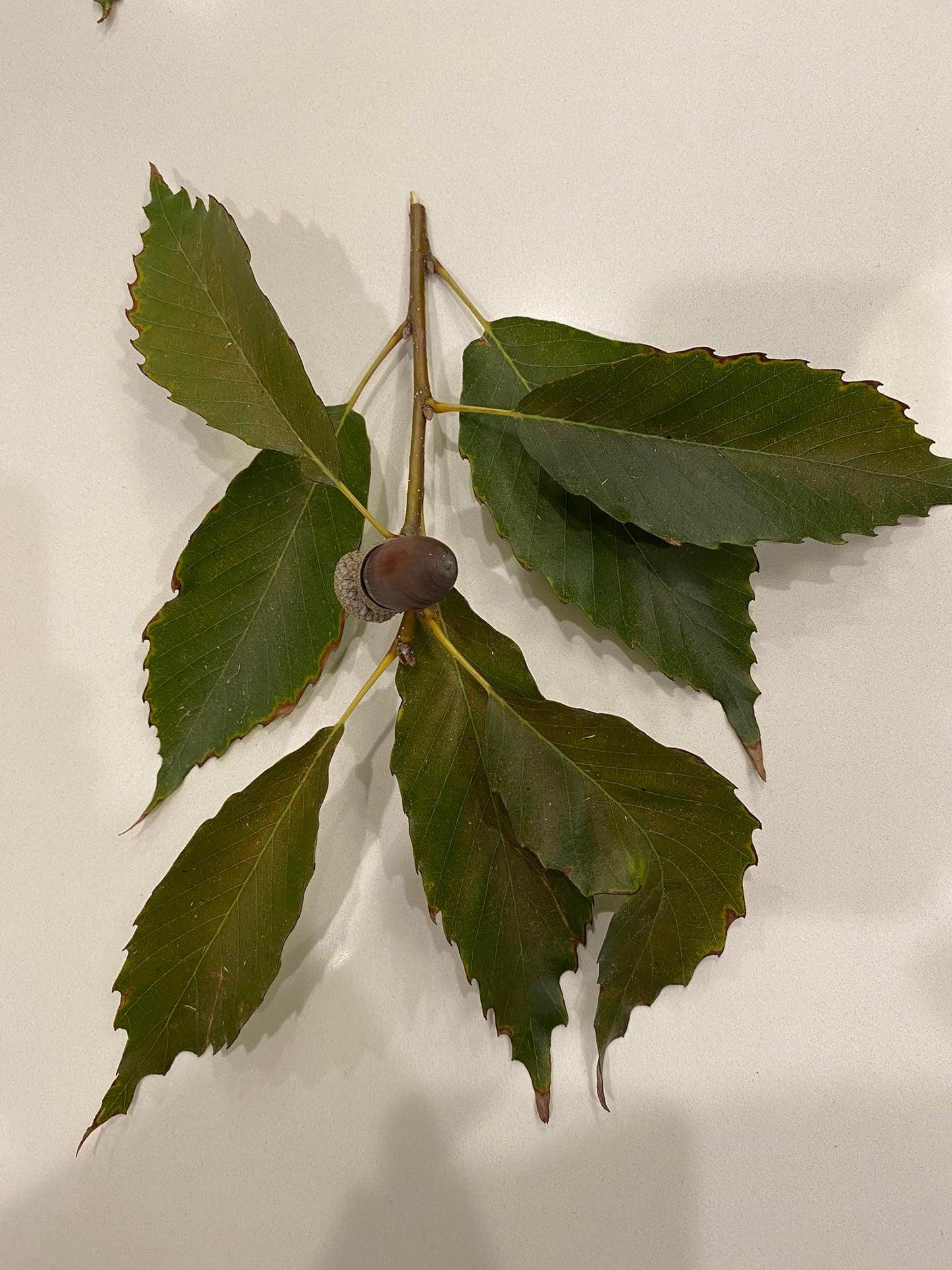 Chinkapin Oak Tree Sapling, Live Quercus Muehlenbergii Plant, Native Shade Tree for Home Garden and Landscaping