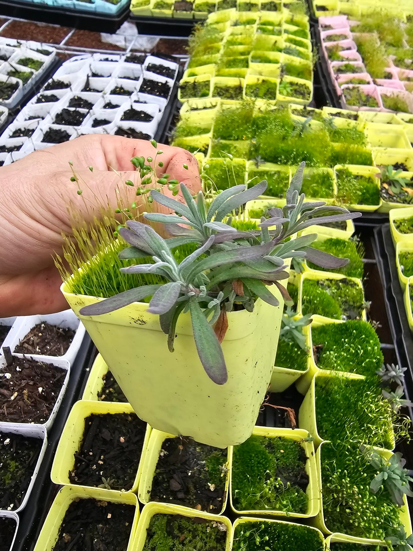 4-Pack Small Live English Lavender Plants, 3" Pot