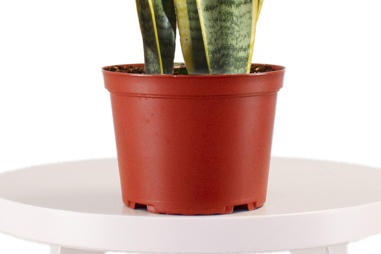 Leaf & Linen | 'Snake Plant' in 4" Grow Pot, Live Indoor/Outdoor - Air Houseplant and Office Décor | Low Light Collection - Snake Plant - Sanseveria Laurentii