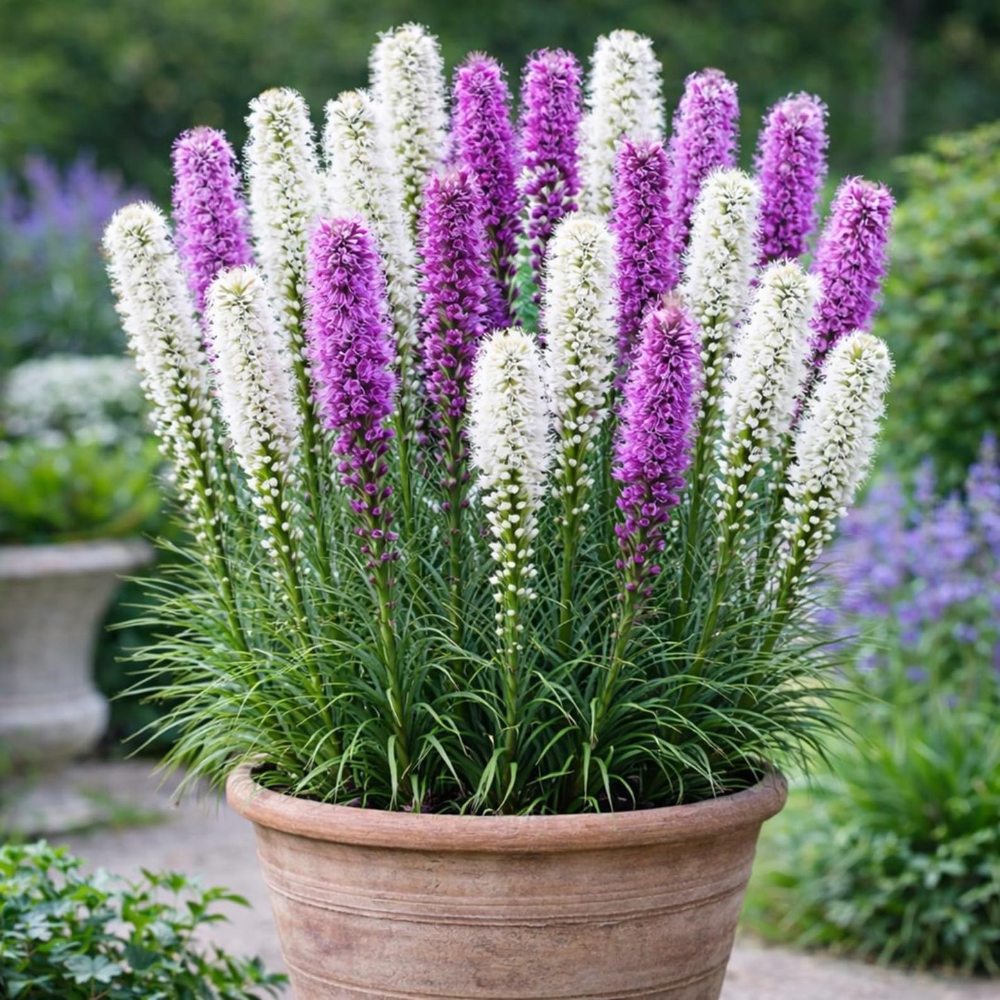 Purple and White Liatris Bulbs (Blazing Star Corms) for Planting – Elegant Tall Flower Spikes – Pollinator Friendly Perennial Garden Plants (20 Bulbs)