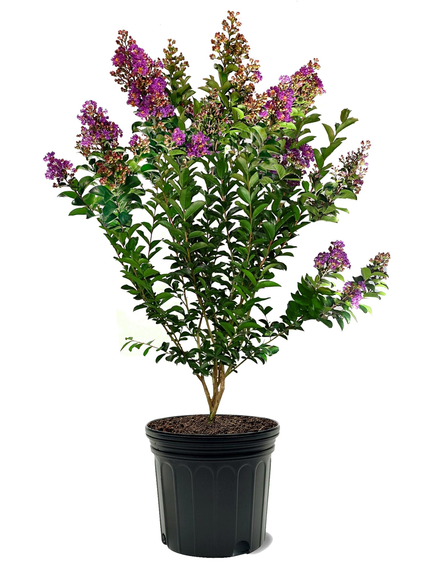 American Plant Exchange Miss Sandra Crape Myrtle Tree Live, 7-Gallon Pot, 2-3ft Tall, Vibrant Purple Flowers, Drought-Tolerant, Large Outdoor Landscape Accent, Year-Round Beauty