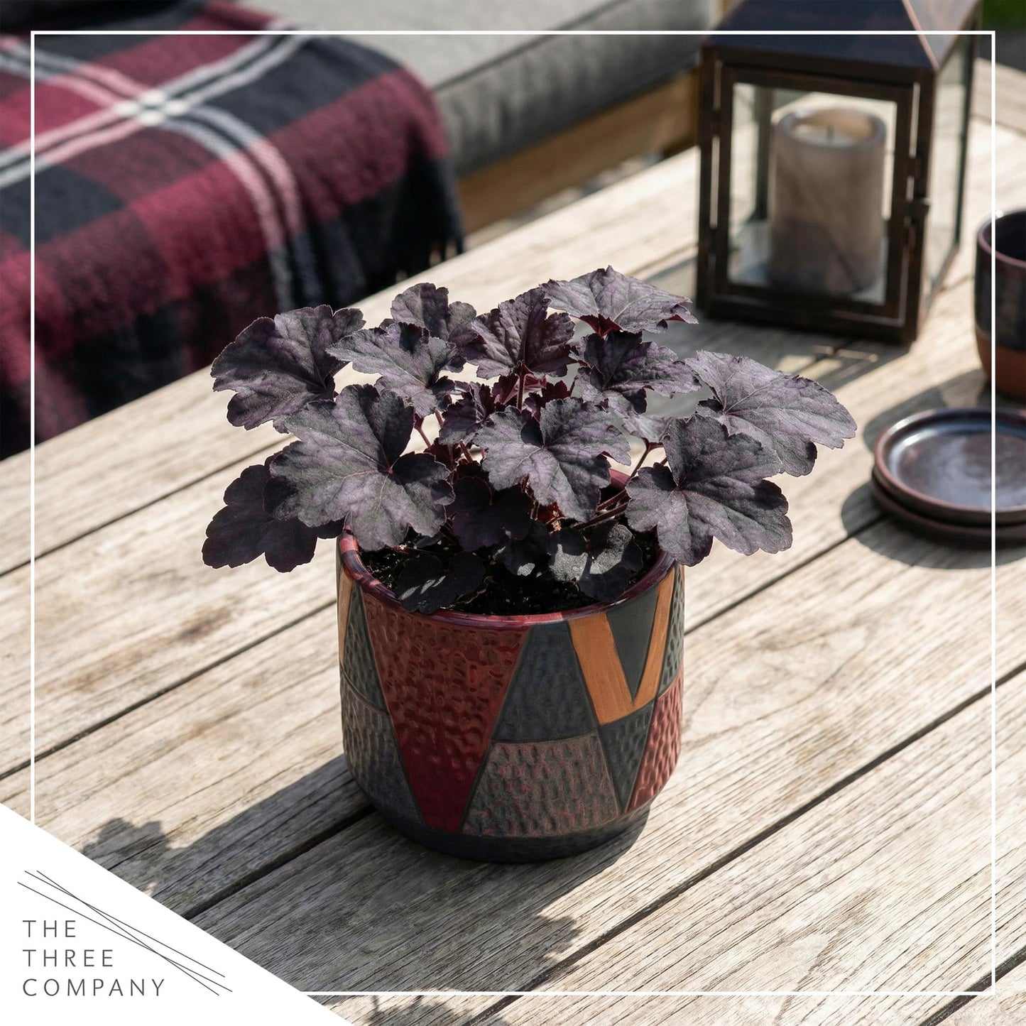 Live Heuchera Coral Bells 2-Pack – Black Olive – Shade Perennial Foliage Plant, 10” Tall, 1 Qt Pot