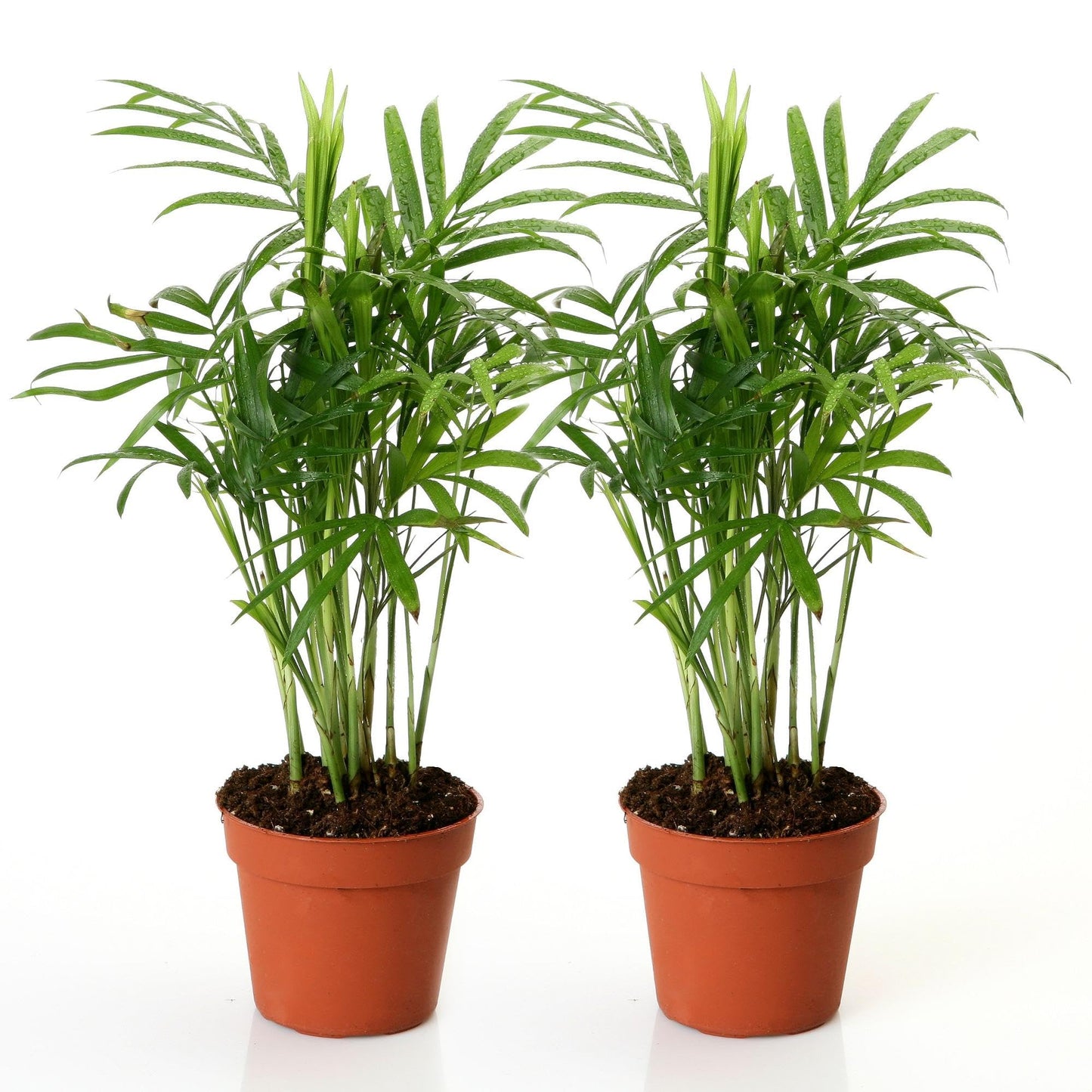 Easy to Grow Palm Houseplant - 2 Potted Plants in Grower Pots, Indoor Low-Maintenance Plants