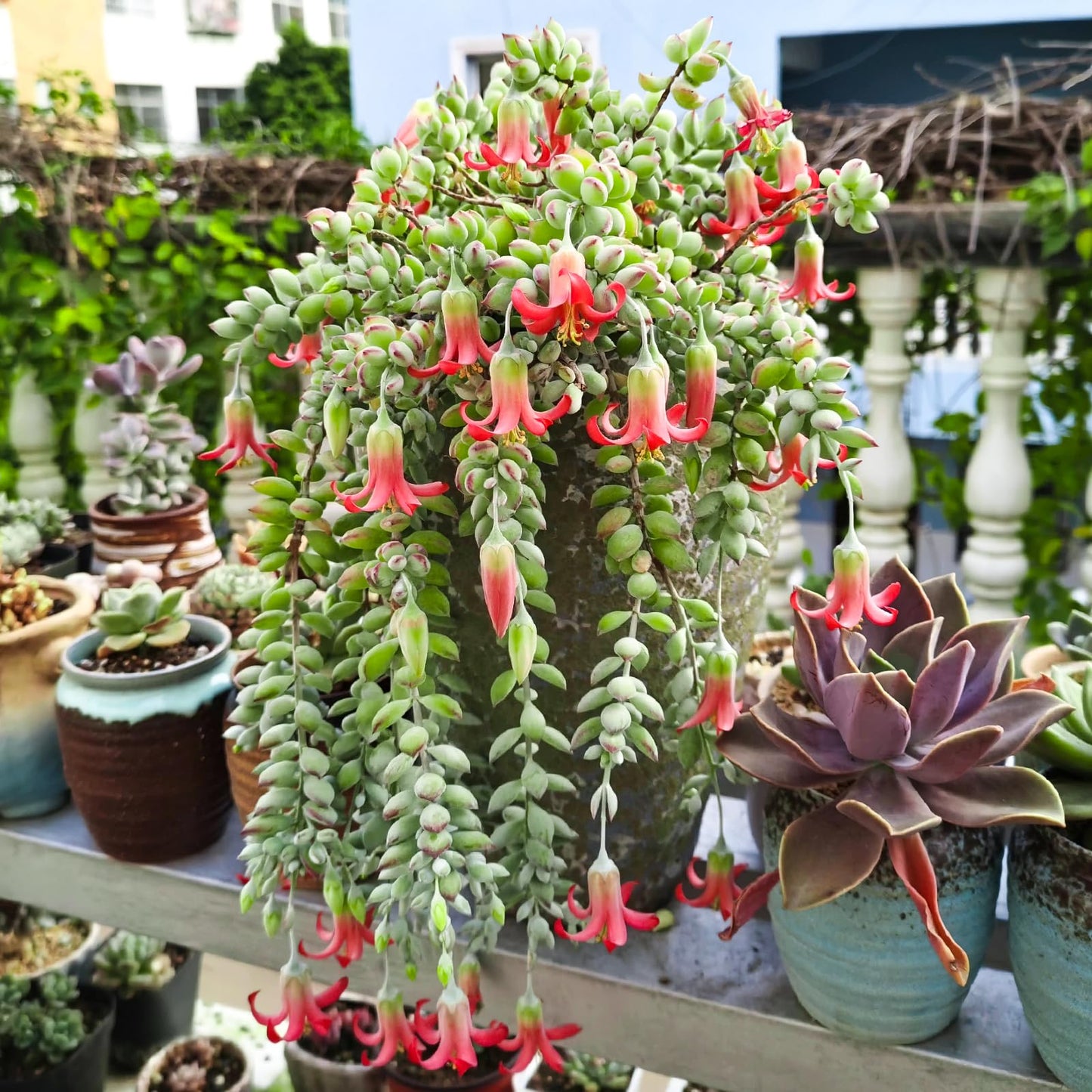 Sprout N Green Cotyledon Pendens, Live Succulent Fully Rooted in 4" Pot with Soil, Trailing Plant for Home Office Wedding Indoor Outdoor Hanging Decor DIY Project Party Favor, Keep Away from Pets