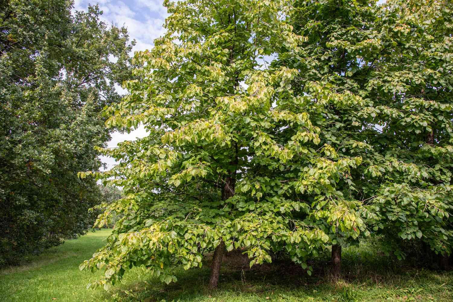 Hazelnut Tree - Produces Nuts - Live Plant Shipped 3 Feet Tall by DAS Farms