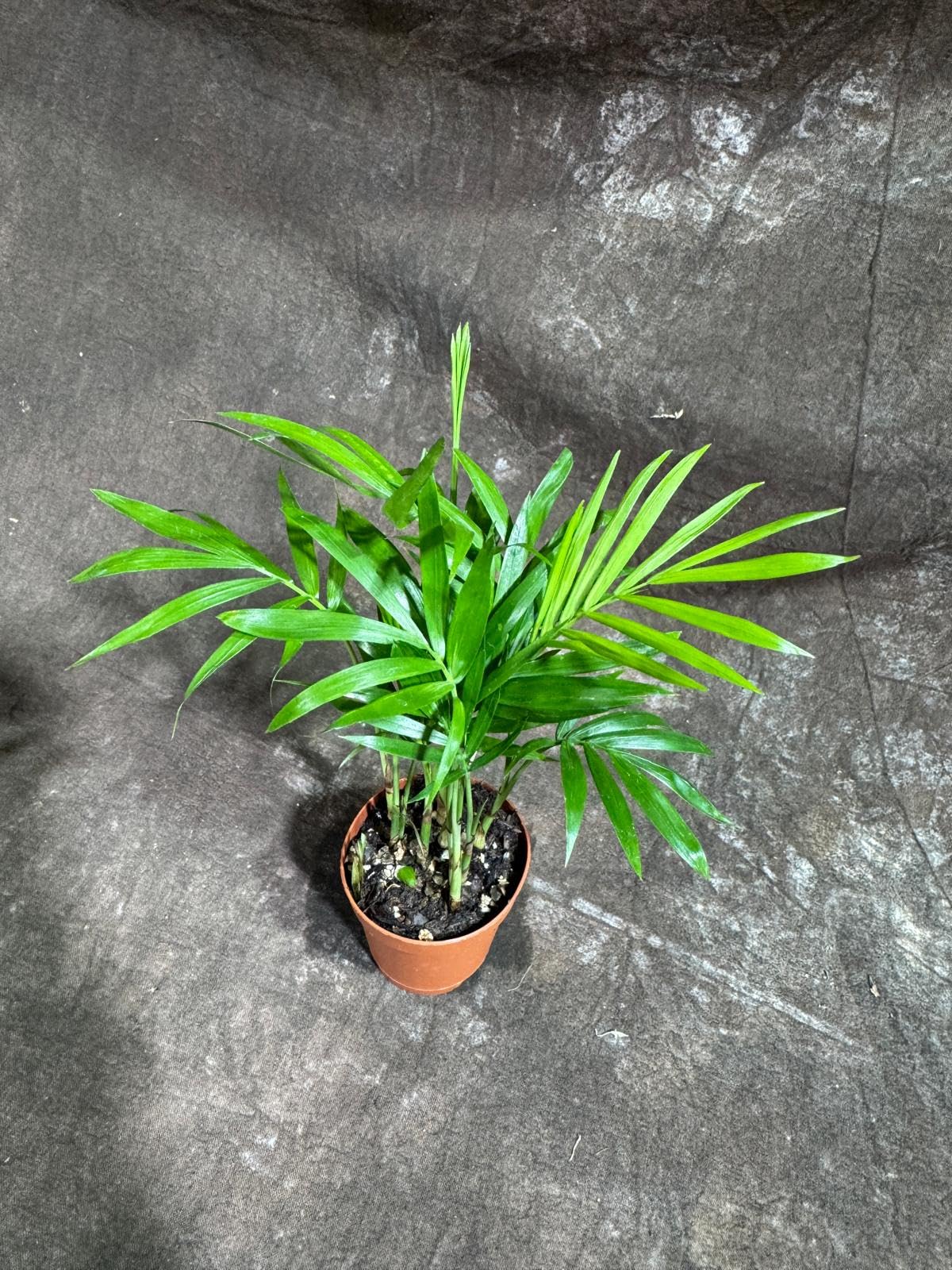 PLANTVERS Neanthe Bella Palm in a 2" Nursery Pot – Chamaedorea Elegans Parlor Palm Plant – Low Maintenance Indoor Air Purifying Plant – Elegant Chamaedorea Houseplant