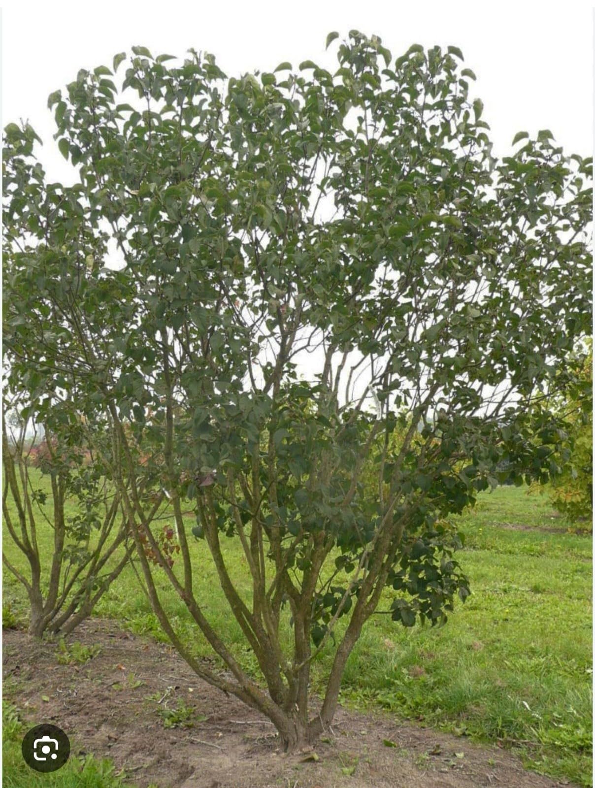 Live Plant - Congo LilacSyringa VulgarisSmall Well Rooted Starter Plant4-8” Tall