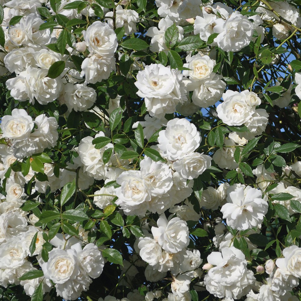 Heirloom Climbing Roses, Live Own Root Plant for Outdoor Garden, CL Iceberg, Moderately Fragrant, Hardiness Zones 5-10, Continual Blooming