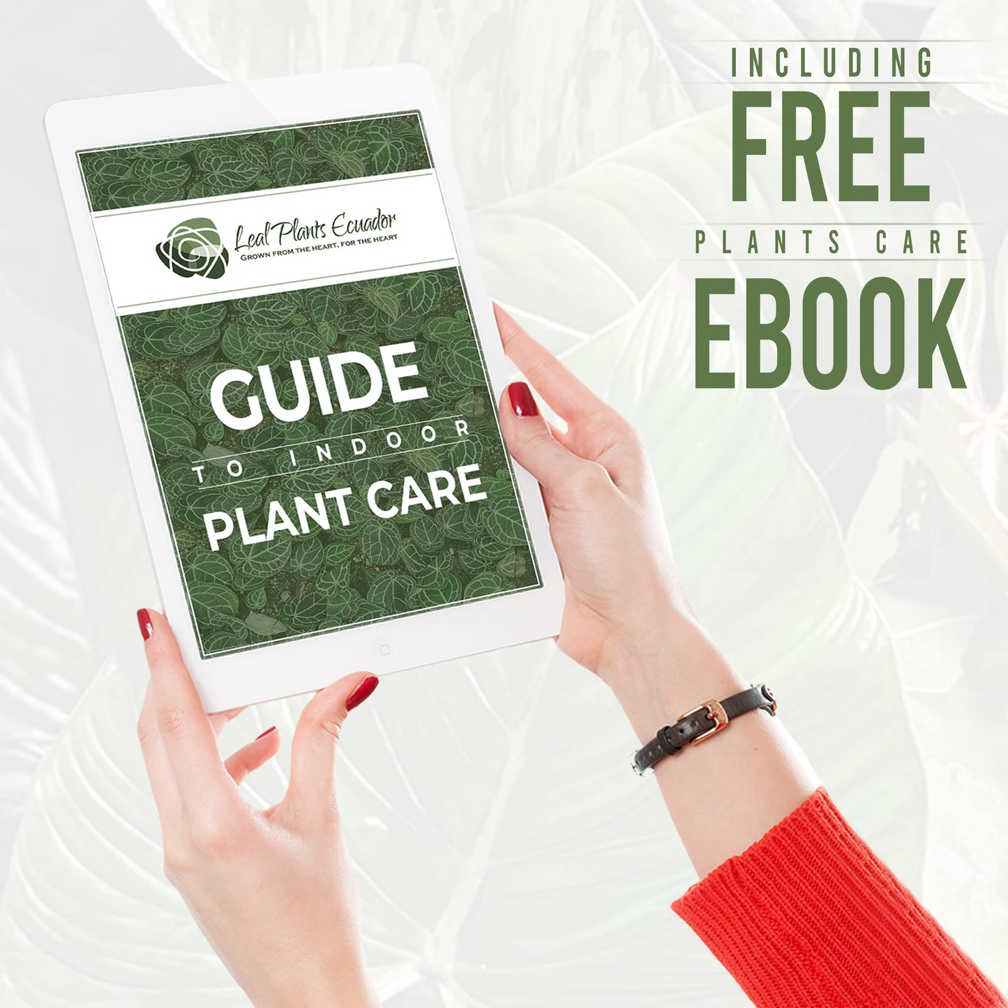 LEAL PLANTS ECUADOR Anthurium Regale (Pack of 2) - Live Tropical Houseplant for Air Purification | Elephant Ear Leaf Plant | Unique Gift for Plant Lovers