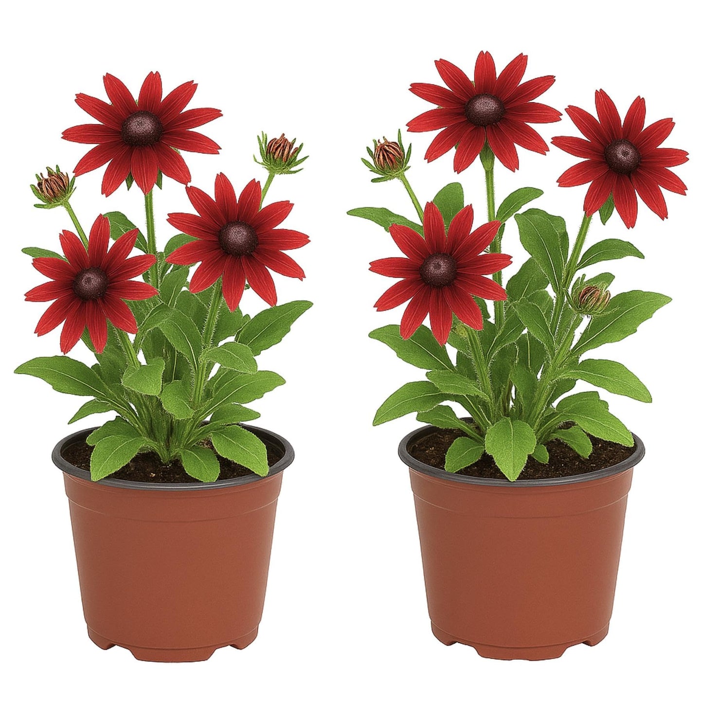 Easy to Grow Rudbeckia Cherry Brandy - 2 Potted Plants in Grower Pots, Flowers Summer to Fall in Full Sun