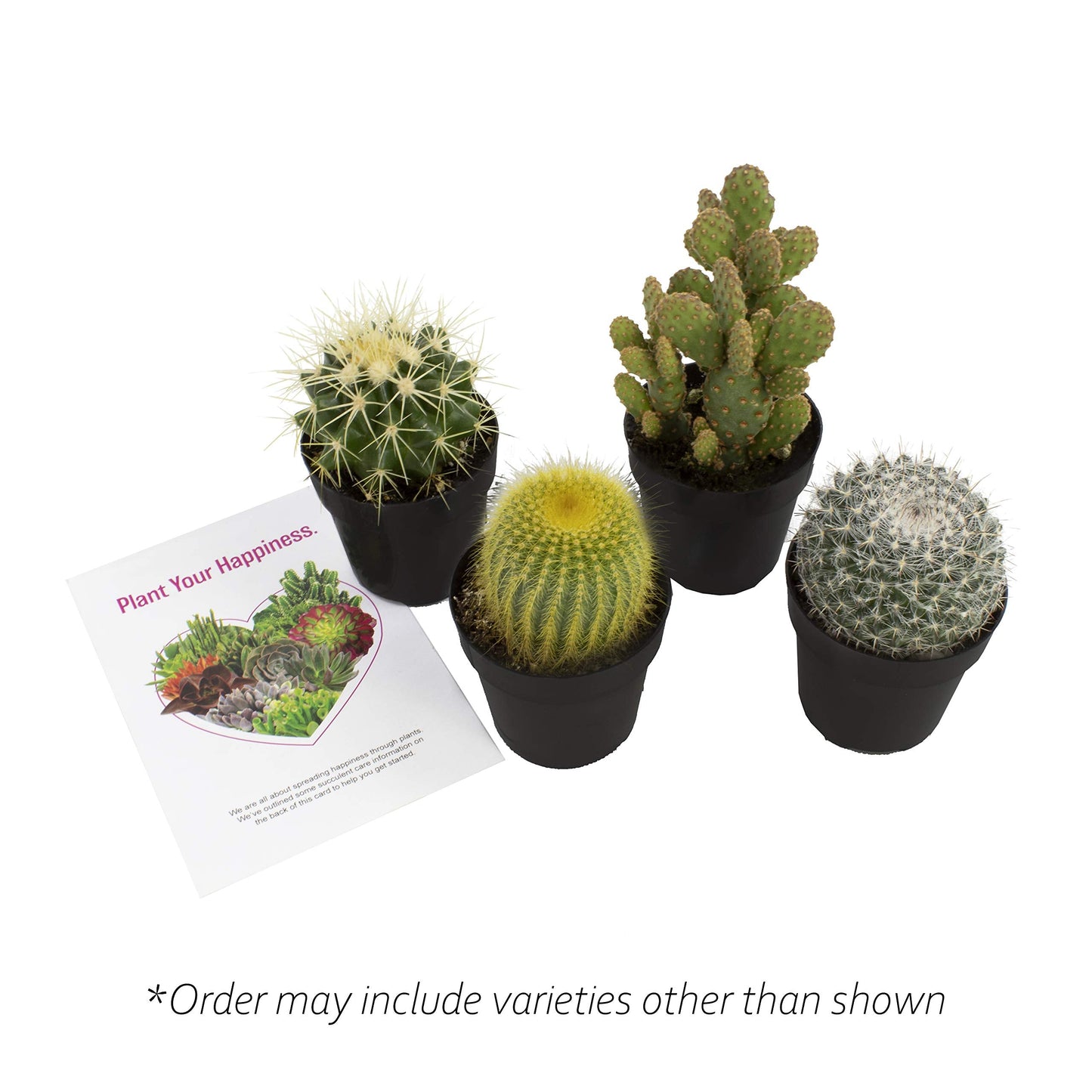 Altman Plants, Assorted Cactus Plants Live Plants (4 Pack), Live Cactus Plant Live Succulents Plants Live Houseplants, Cacti Live Indoor Plants Succulent Plants House Plants in Cactus Soil Potting Mix