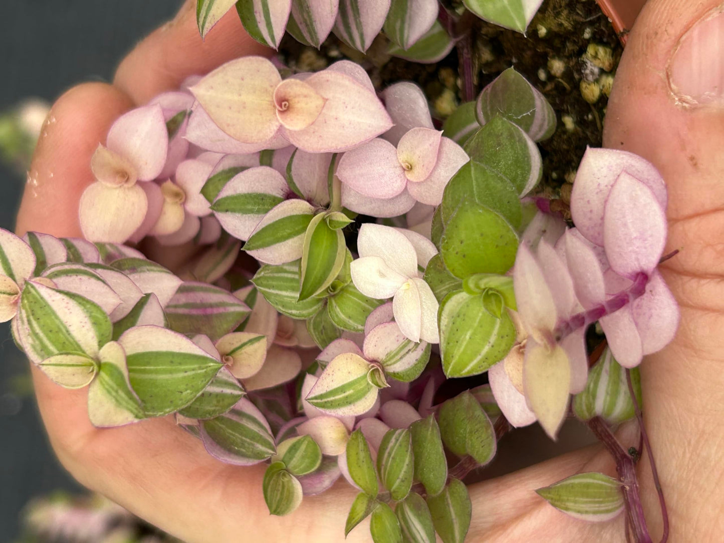 Callisia Repens Bianca, Pink and Green Trailing Plant, Live Indoor Houseplant