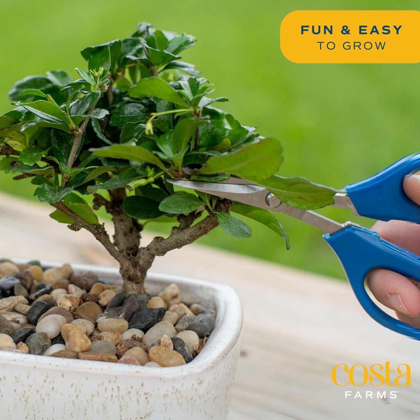 Costa Farms Bonsai Tree Kit, DIY Live Bonsai Tree Includes Tools, Potting Soil Mix, Plant Pot, Indoor Gardening, Birthday Gift, 10-Inches Tall